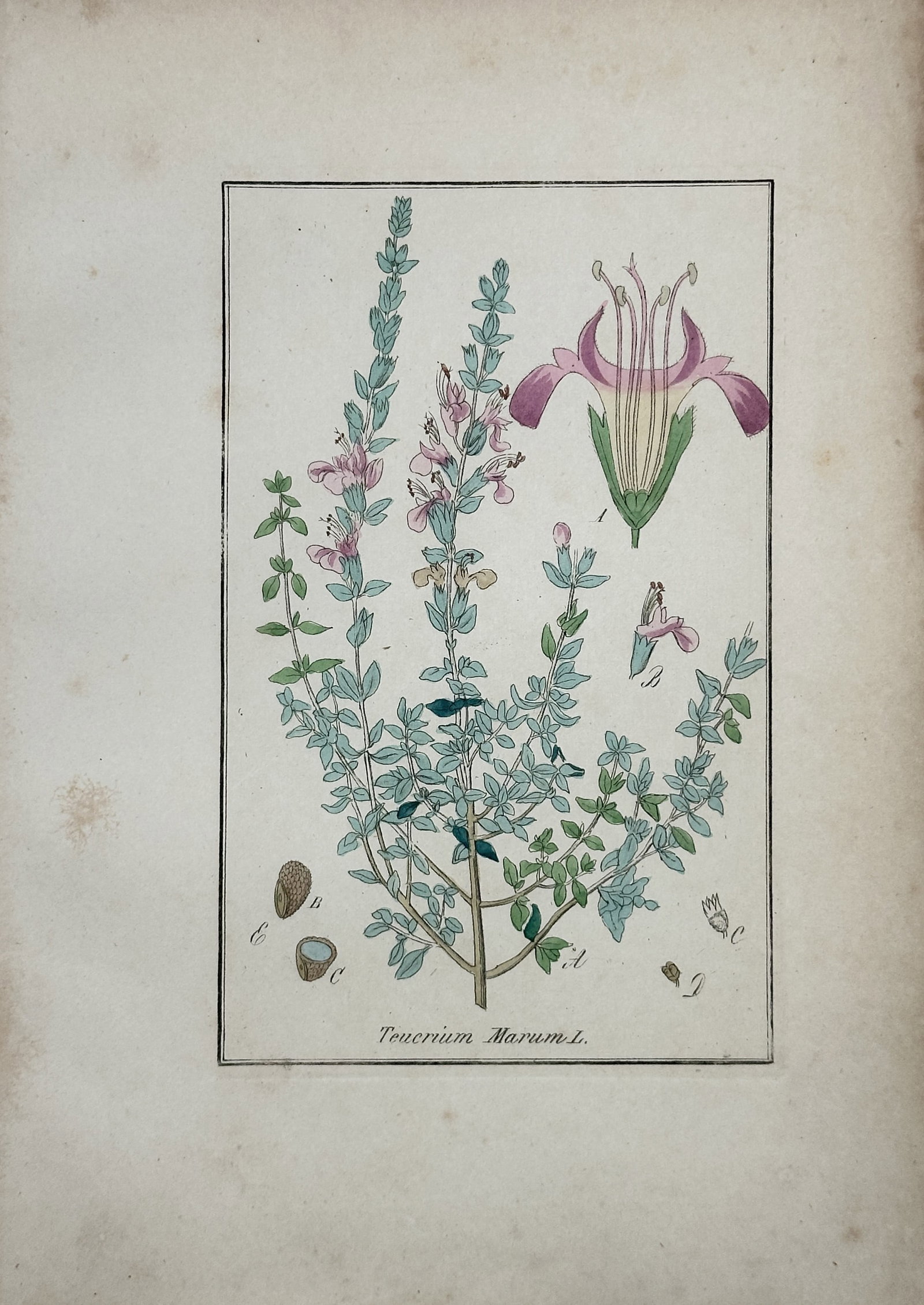 Friedrich Gottlob Hayne – Cat Thyme – Engraving (19th Century) (1 of 2)