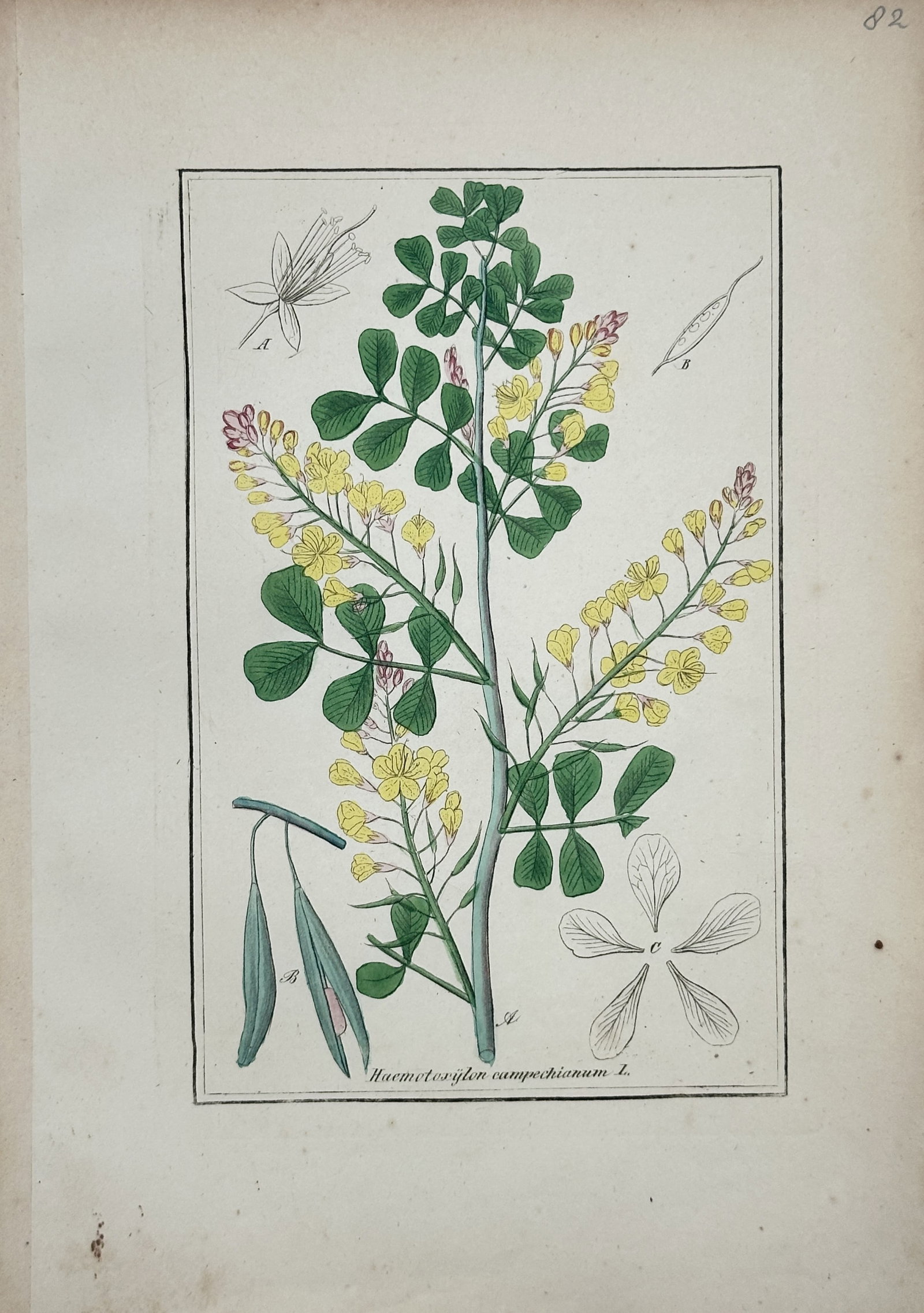Friedrich Gottlob Hayne – Logwood – Engraving (19th Century): "Logwood" depicts a flowering logwood branch featuring compound green leaves, clusters of small yellow blossoms, seed pods, and detailed floral and pod dissections within a framed border. The artwork 