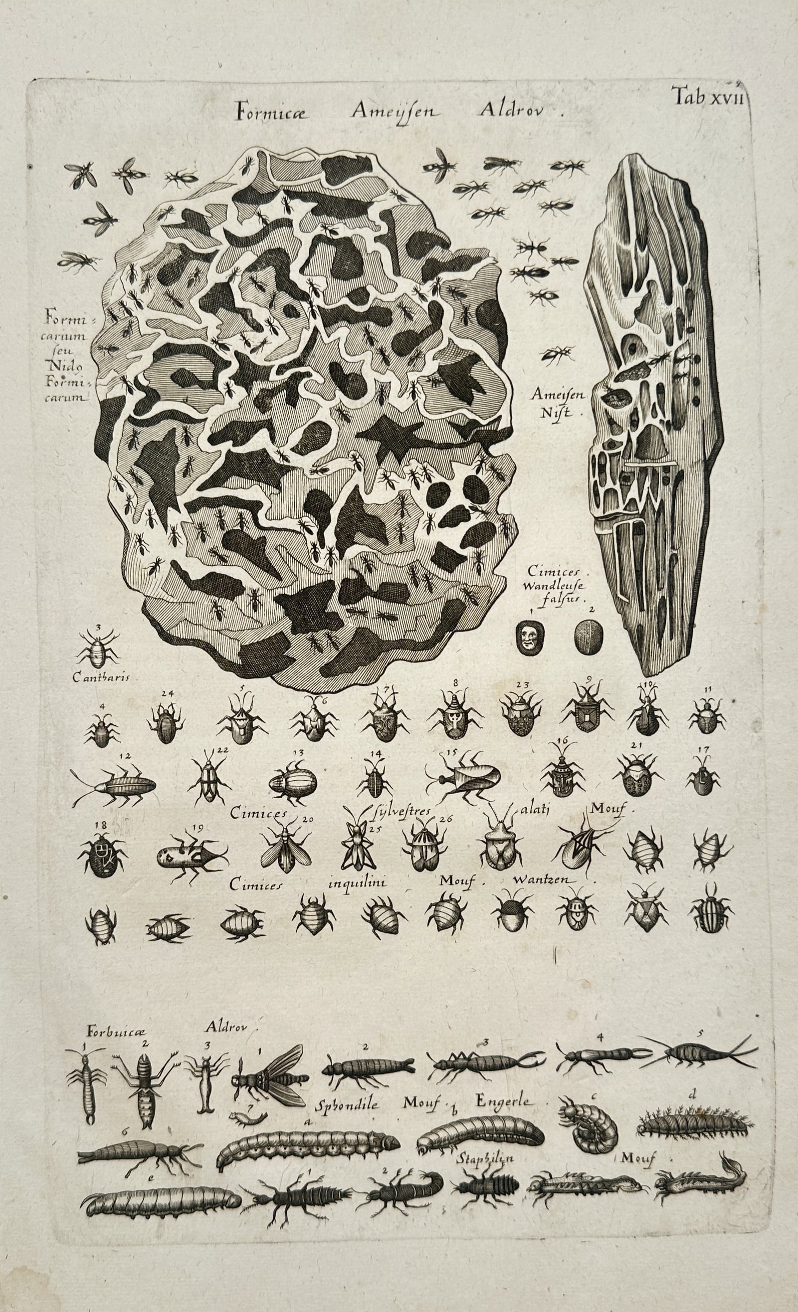 Joannes Jonstonus – Ants, Nests, and Beetles – Engraving (17th Century): "Ants, Nests, and Beetles" depicts ant nest structures, tree bark, and various species of ants, true bugs, and beetles arranged across a plain background. The artwork serves as an entomological study 