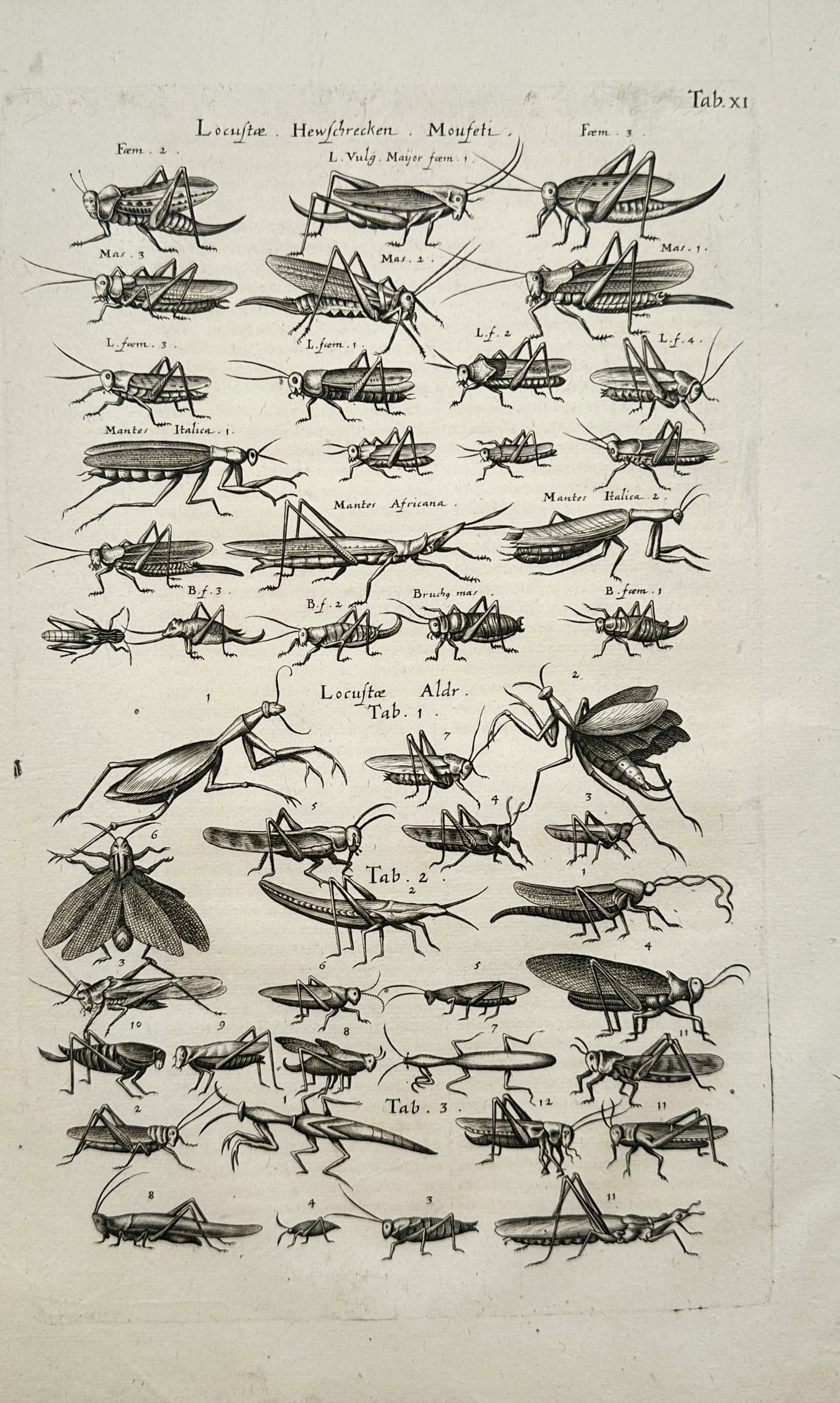 Joannes Jonstonus – Grasshoppers, Locusts, and Praying Mantises – Engraving (17th Century) (1 of 2)