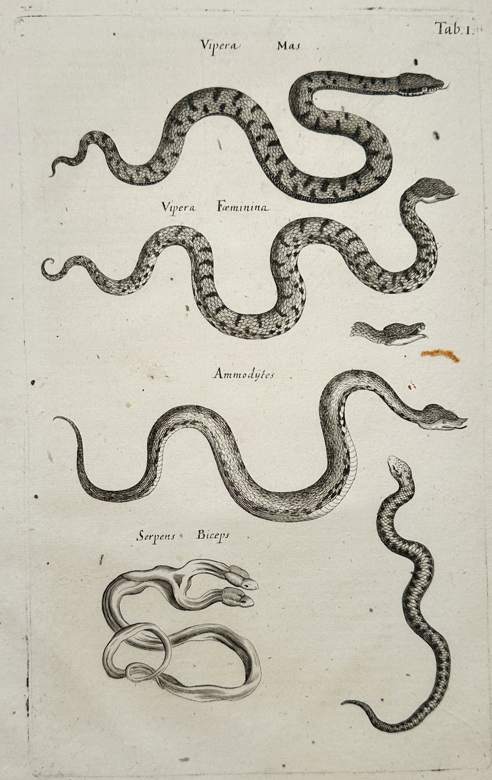 Joannes Jonstonus – Snakes and Vipers – Engraving (17th Century) (1 of 2)