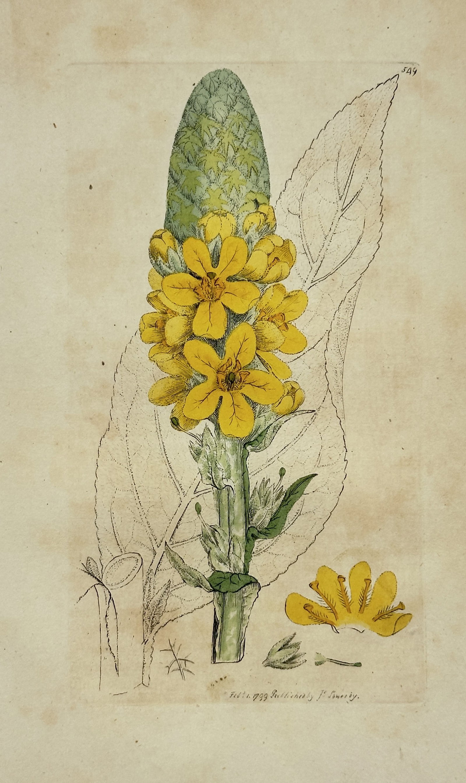 James Sowerby – Great Mullein – Hand-Colored Engraving (18th Century): "Great Mullein" depicts a flowering stalk of mullein with vibrant yellow blossoms, broad leaf outlines, and detailed botanical dissections set against a plain background. The artwork serves as a botan