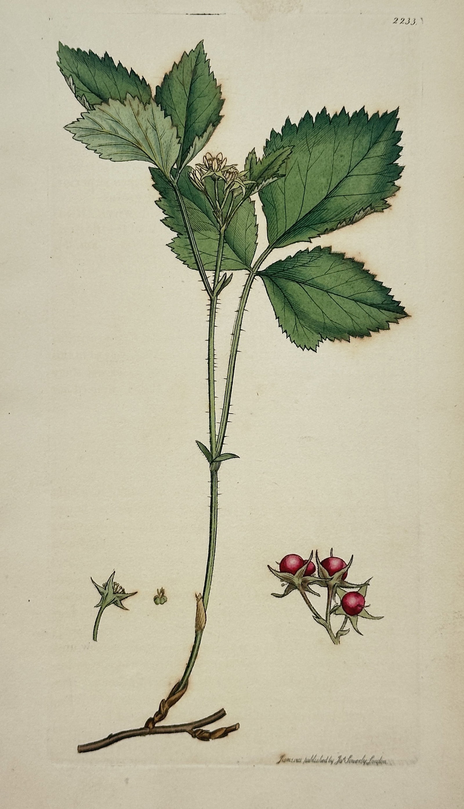 James Sowerby – Stone Bramble – Hand-Colored Engraving (19th Century): "Stone Bramble" depicts a botanical specimen of stone bramble featuring serrated green leaves, small pale flowers, red berries, and detailed botanical dissections set against a plain background. The a