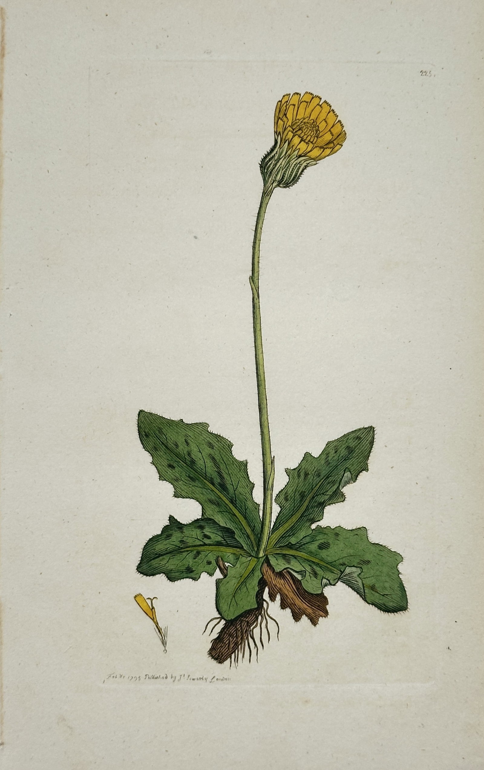 James Sowerby – Spotted Cat's-Ear – Hand-Colored Engraving (18th Century): "Spotted Cat's-Ear" depicts a solitary yellow flower stem rising from a basal rosette of spotted green leaves, showcasing root details and a small petal dissection set against a plain background. The 
