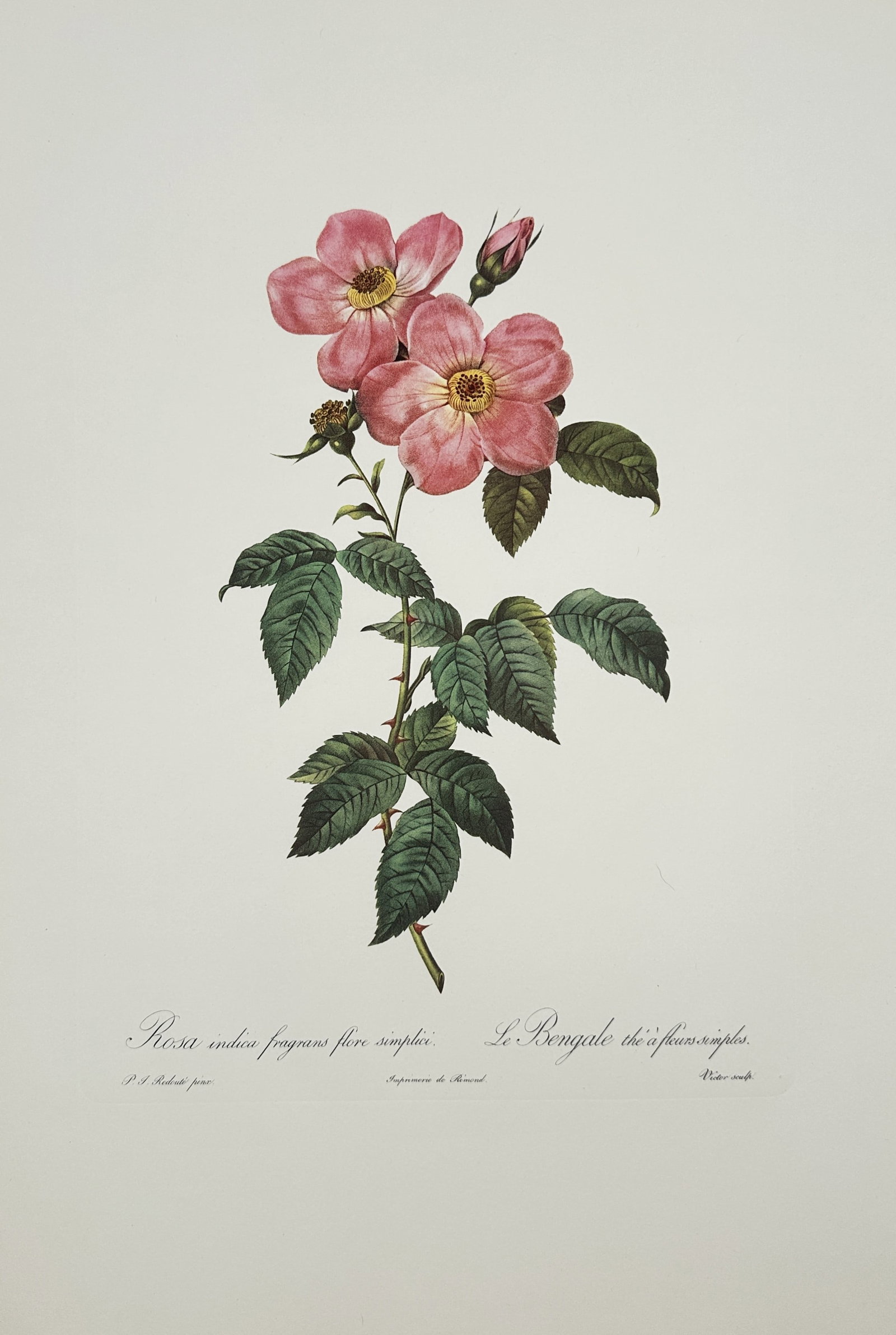 Pierre-Joseph Redouté,after – Single-Flowered Bengal Tea Rose – Offset Print (20th Century): "Single-Flowered Bengal Tea Rose" depicts a flowering branch of a Bengal tea rose featuring delicate pink petals with prominent yellow stamens, thorny stems, green foliage, and an unopened bud set aga