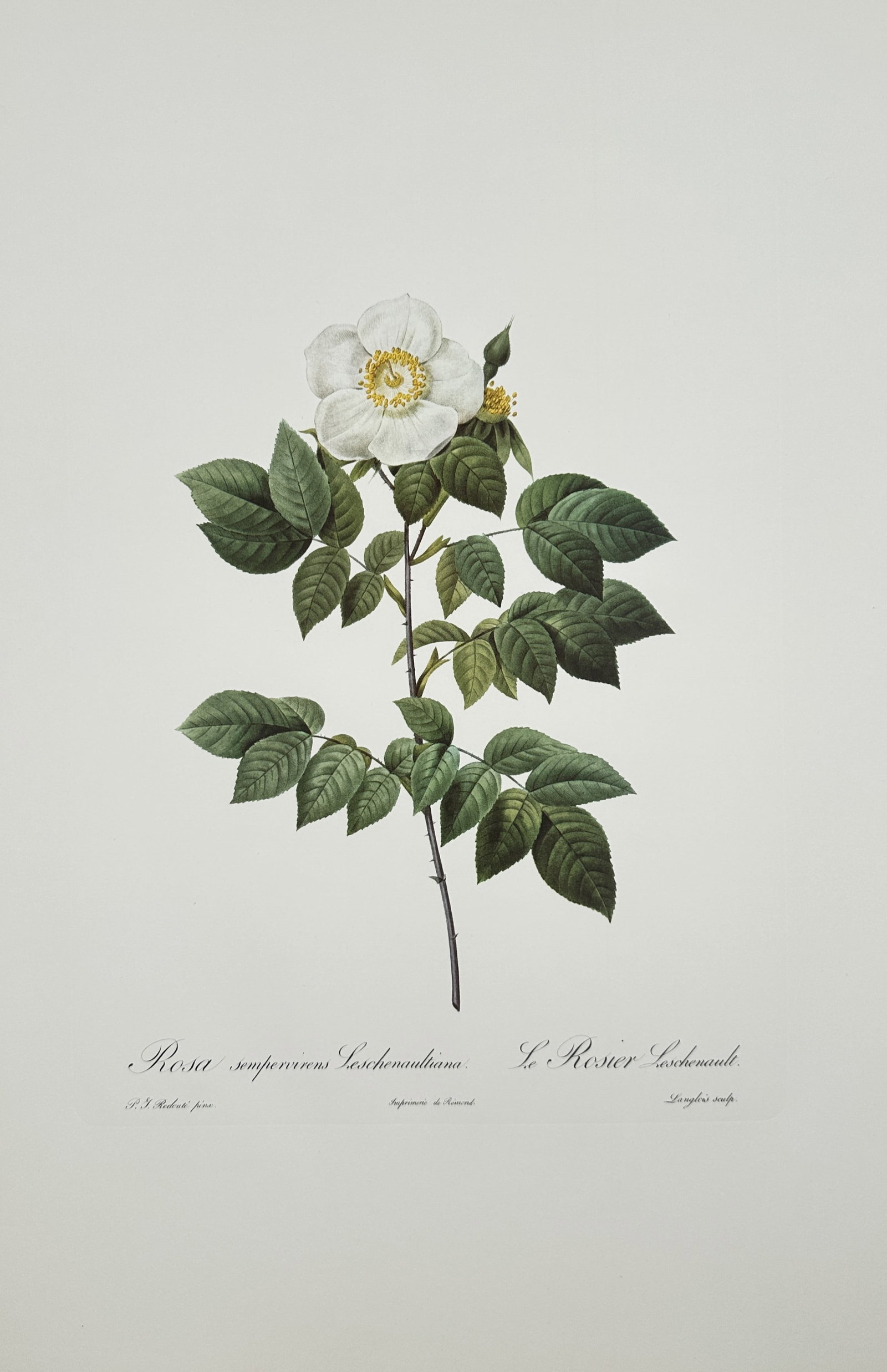 Pierre-Joseph Redouté,after – Leschenault Evergreen Rose – Offset Print (20th Century): "Leschenault Evergreen Rose" depicts a flowering branch of an evergreen rose featuring a single white blossom with bright yellow stamens, dark green leaves, and small buds set against a plain backgrou