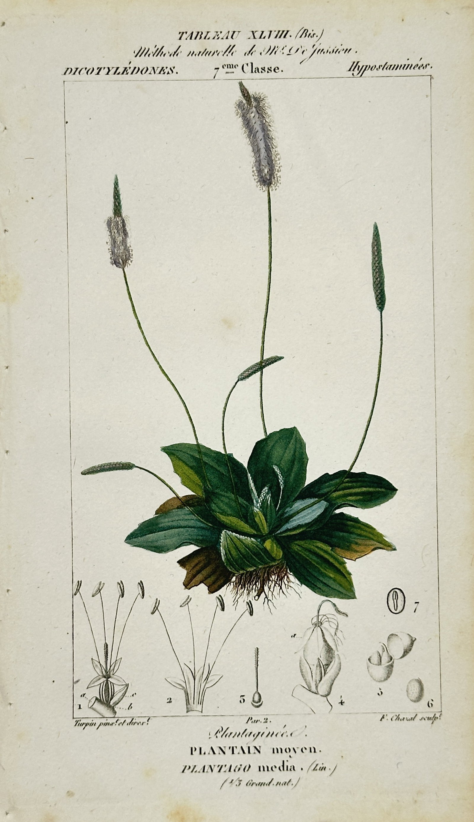 Pierre-Joseph François Turpin – Hoary Plantain Botanical Study – Hand-Colored Engraving: "Hoary Plantain" depicts a flowering hoary plantain plant featuring green basal leaves, delicate flower spikes, and detailed anatomical dissections of its floral structures set against a plain backgro