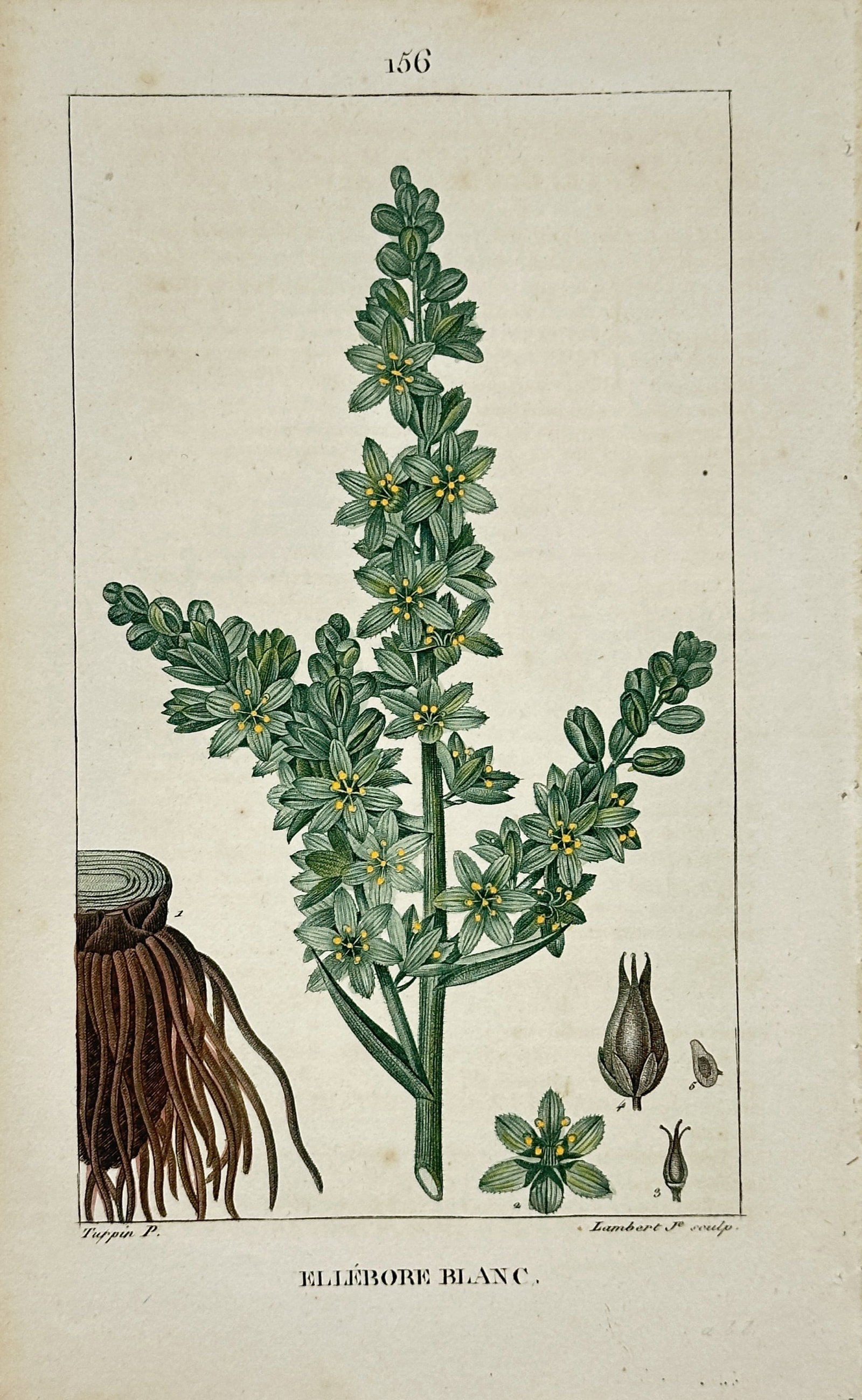 Pierre-Joseph François Turpin – White Hellebore Botanical Study – Hand-Colored Engraving (1 of 2)