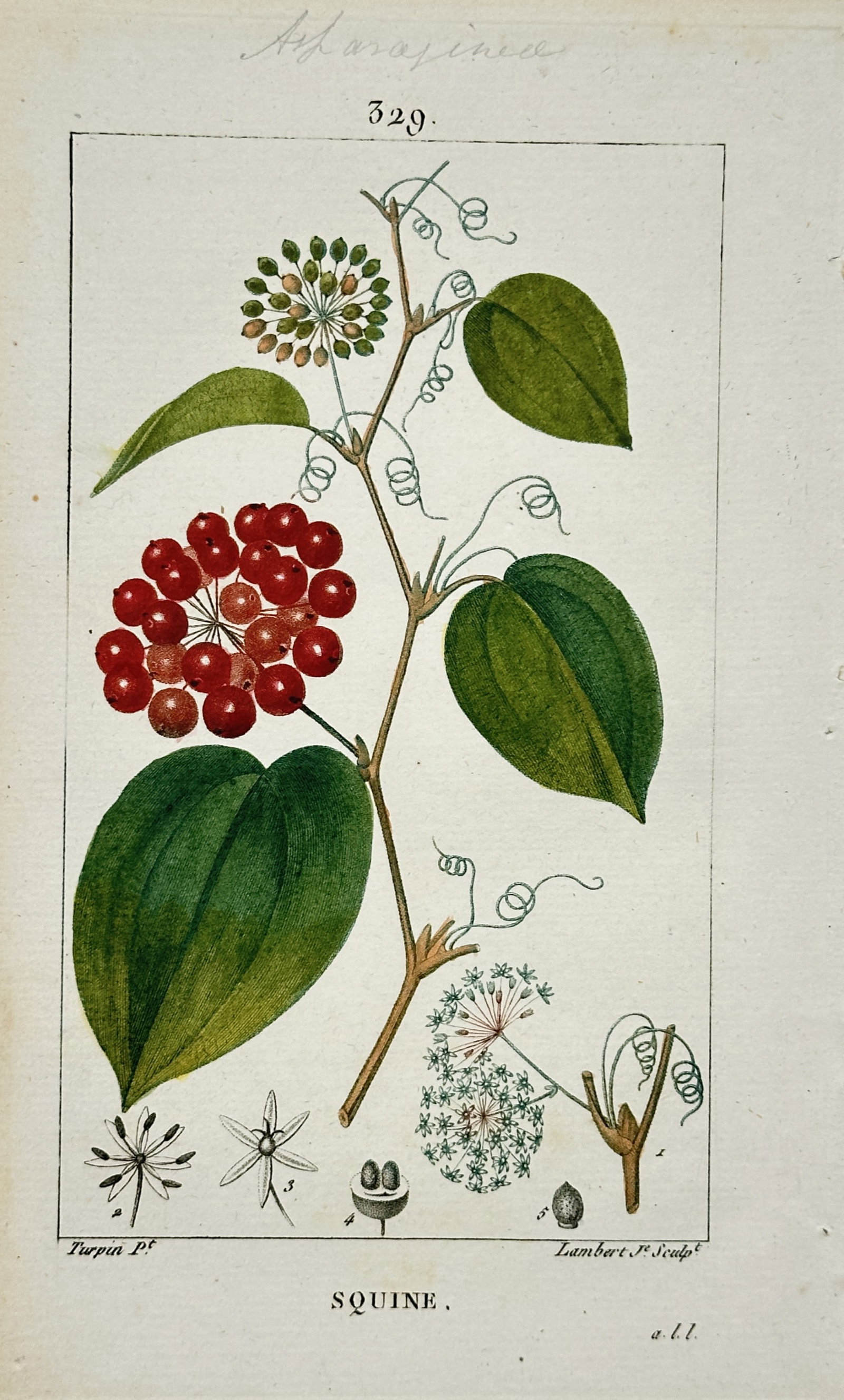 Pierre-Joseph François Turpin – Sarsaparilla Botanical Study – Hand-Colored Engraving: "Squine" depicts a climbing vine of sarsaparilla featuring broad green leaves, clusters of bright red berries, curling tendrils, and detailed anatomical dissections of its botanical structures set aga