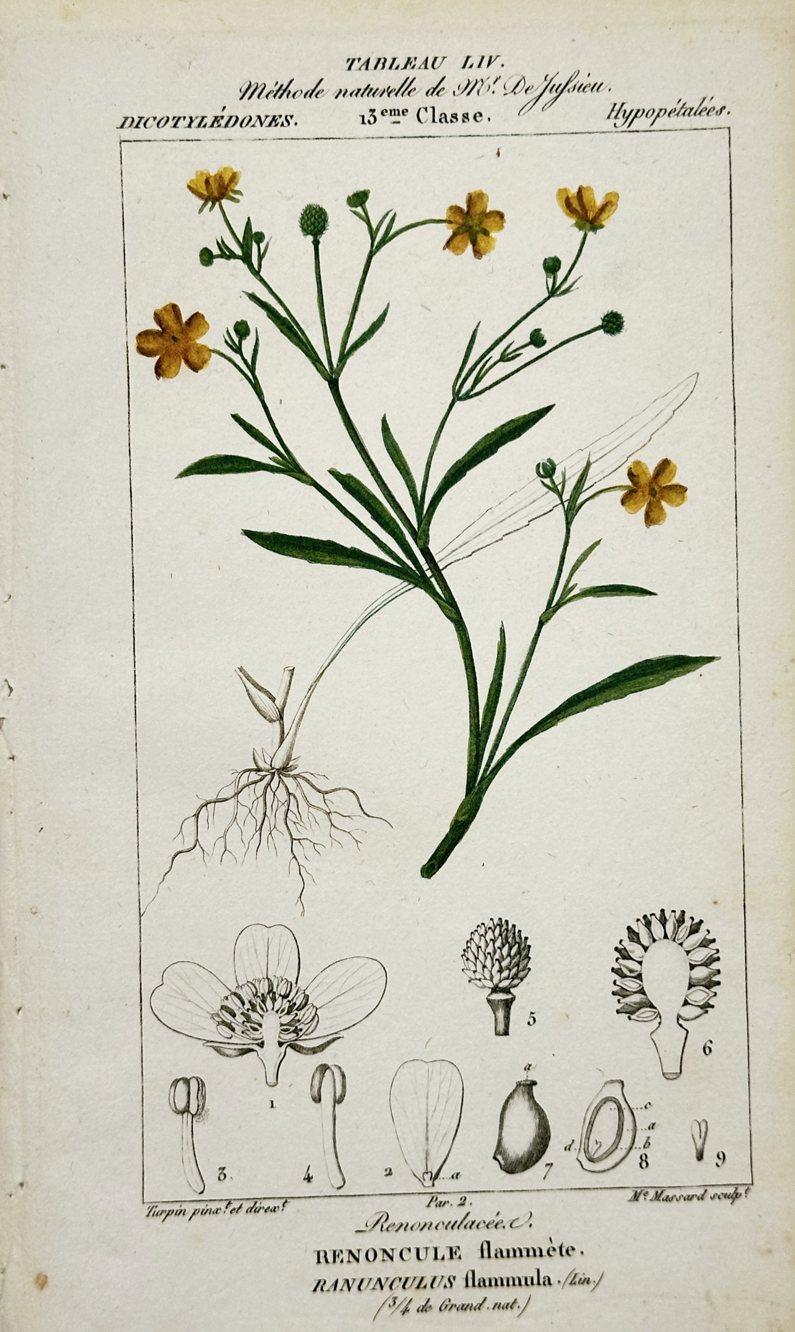 Pierre-Joseph François Turpin – Lesser Spearwort Botanical Study – Hand-Colored Engraving (1 of 2)