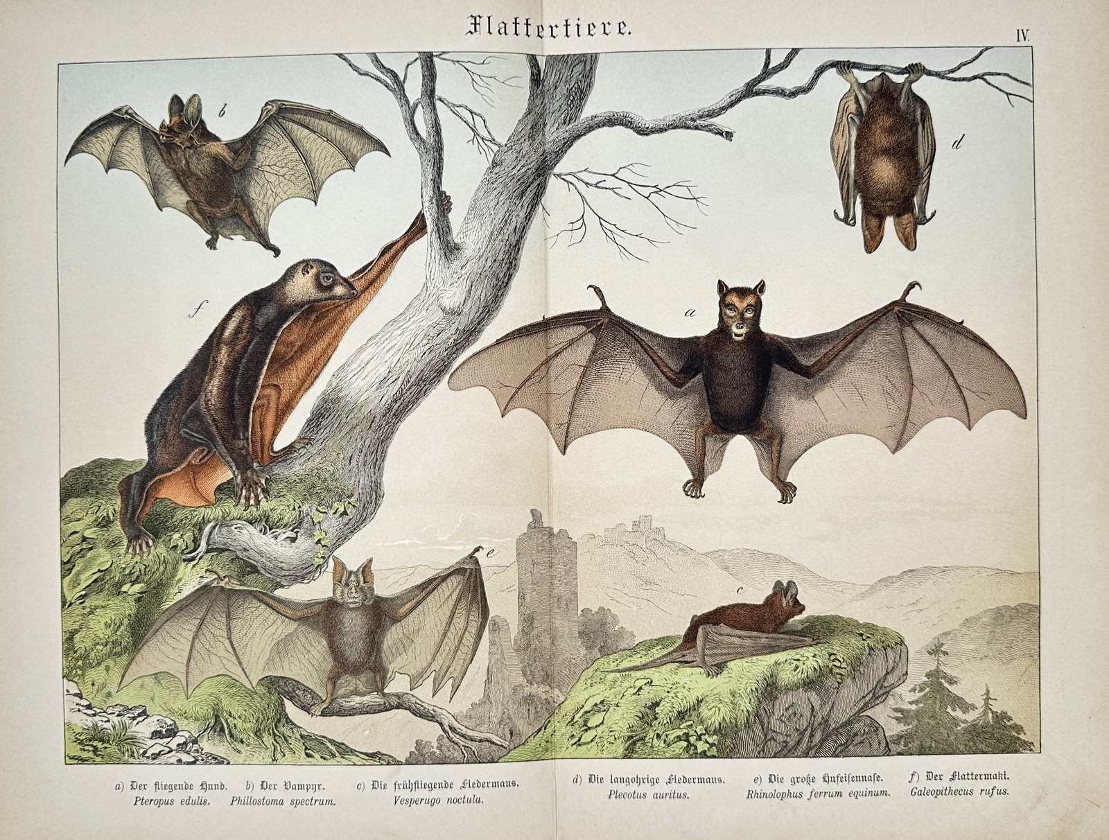 Gotthilf Heinrich von Schubert – Study of Bats and Flying Mammals, Flying Fox – Lithograph (1 of 2)