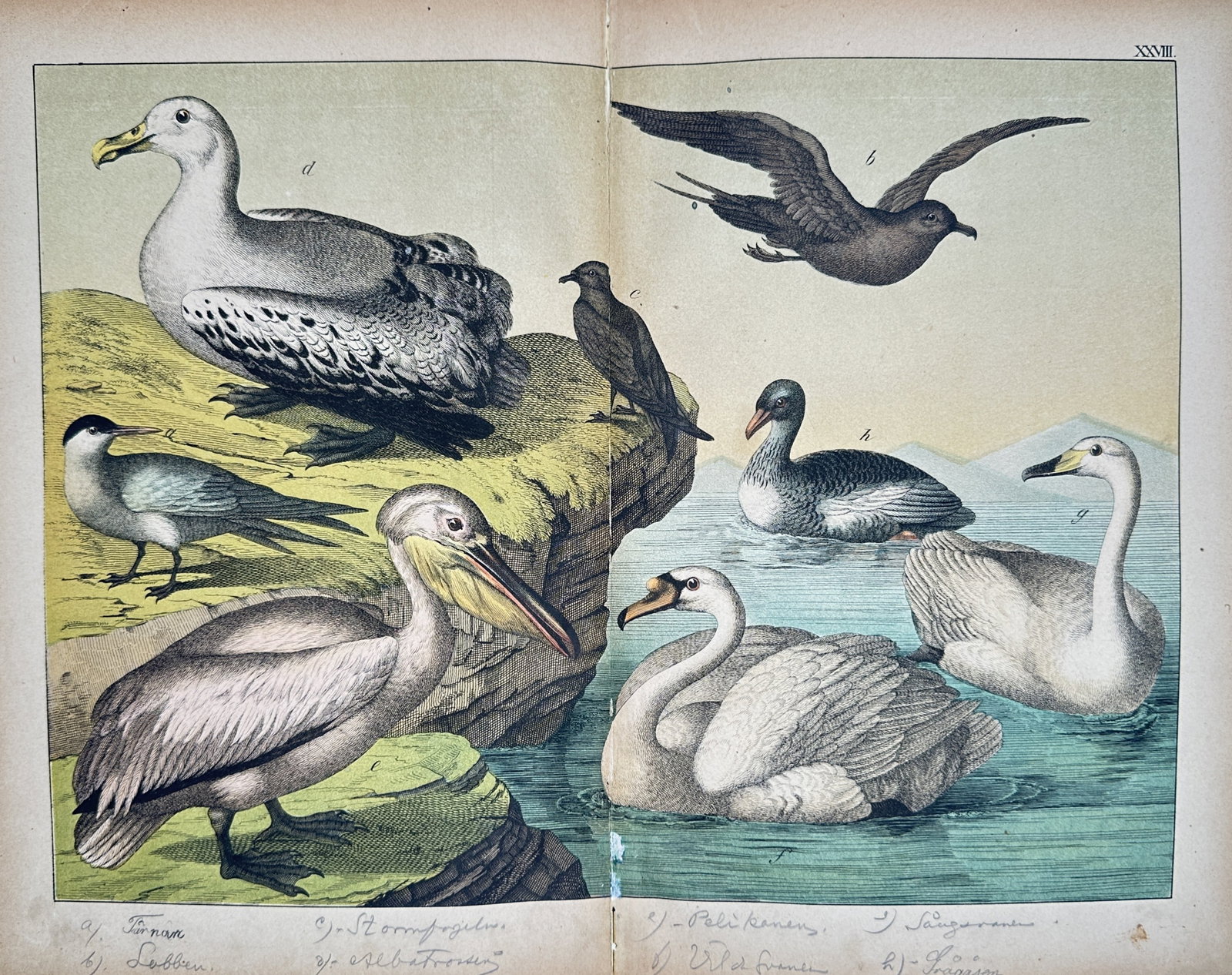 Gotthilf Heinrich von Schubert – Study of Seabirds and Waterfowl Including Albatross – (1 of 2)
