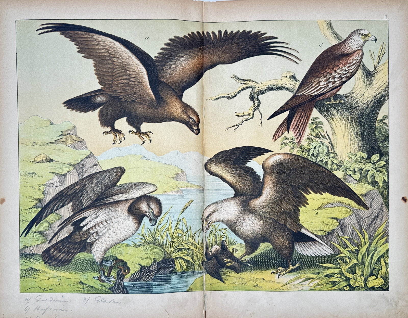 Gotthilf Heinrich von Schubert – Study of Birds of Prey Including Golden Eagle – Lithograph: "Birds of Prey" depicts various raptor species including eagles and kites set within a rocky mountainous and coastal environment. The artwork serves as a zoological illustration published in historic 
