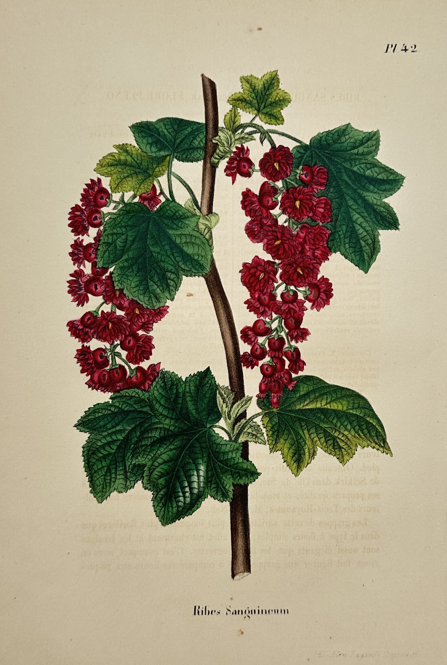 Guillaume Severeyns – Flowering Currant Botanical Study – Lithograph (19th Century): "Flowering Currant" depicts a flowering branch of flowering currant featuring pendulous clusters of deep red blossoms and lobed green leaves set against a plain background. The artwork serves as a bot