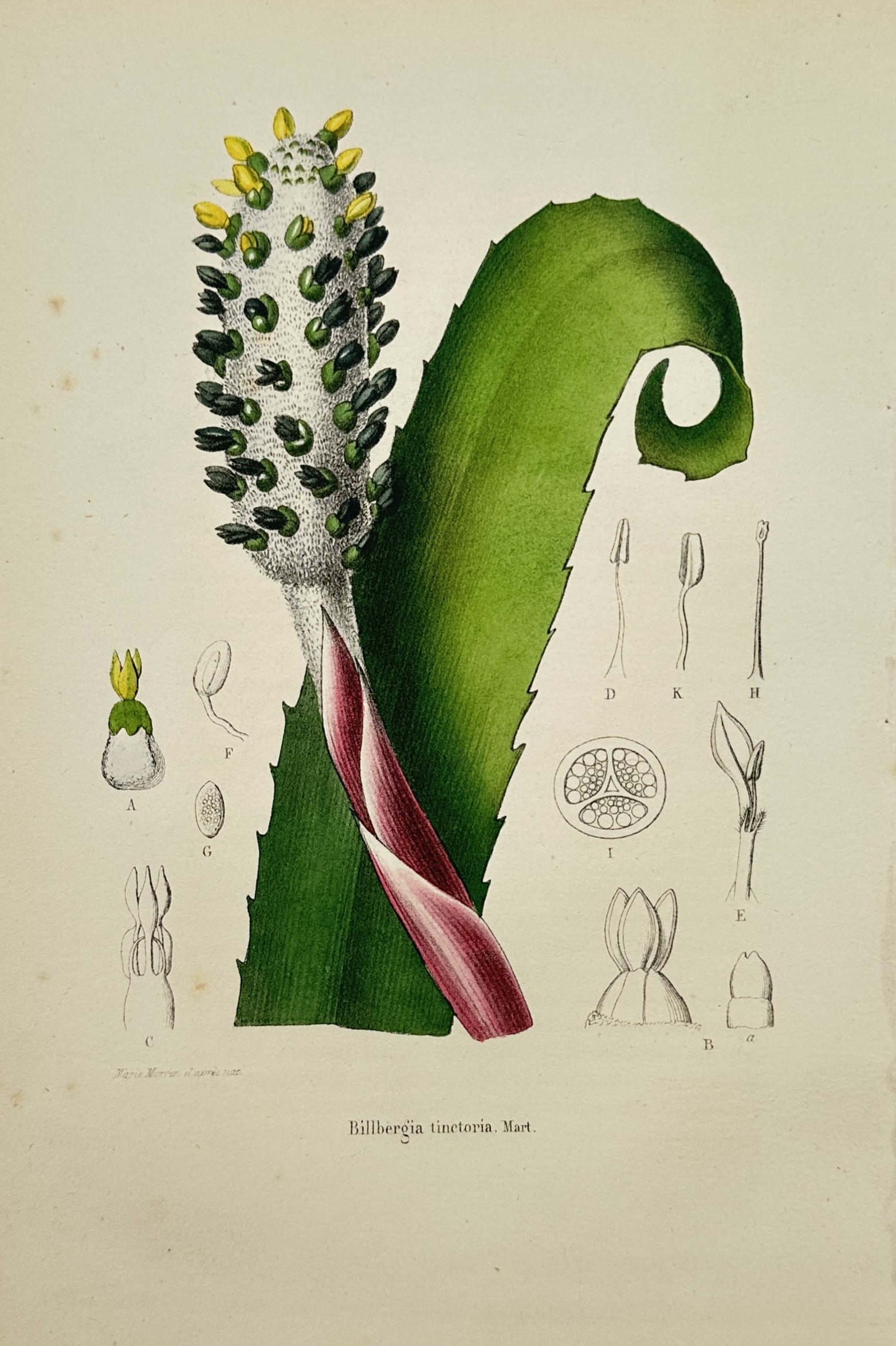 Guillaume Severeyns – Billbergia Tinctoria Botanical Study – Lithograph (19th Century): "Billbergia tinctoria" depicts a bromeliad plant featuring a vibrant flowering spike with yellow and dark green floral structures, reddish pink bracts, a curling serrated leaf, and detailed anatomical