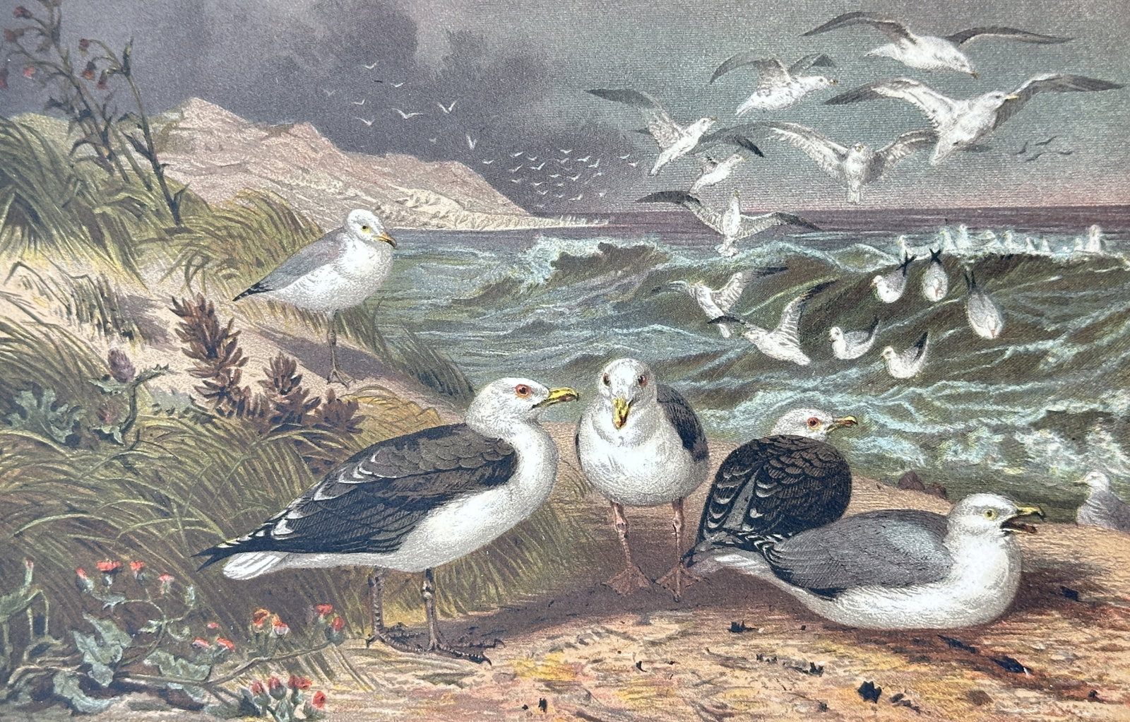 Alfred Edmund Brehm – Study of Great Black-backed Gulls and Herring Gulls – Chromolithograph (1 of 3)