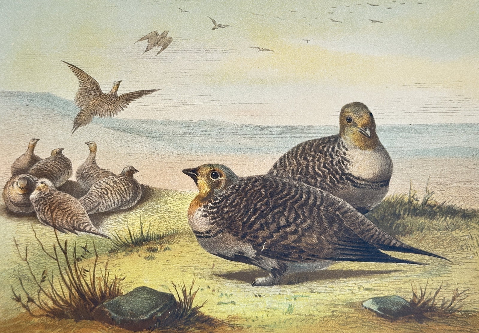 Alfred Edmund Brehm – Study of Pallas's Sandgrouse (Fausthuhn) – Chromolithograph: "Fausthuhn" (Pallas's Sandgrouse) depicts a pair of Pallas's sandgrouse in the foreground with patterned brownish-mottled plumage and feathered legs, set alongside a flock resting and taking flight ac