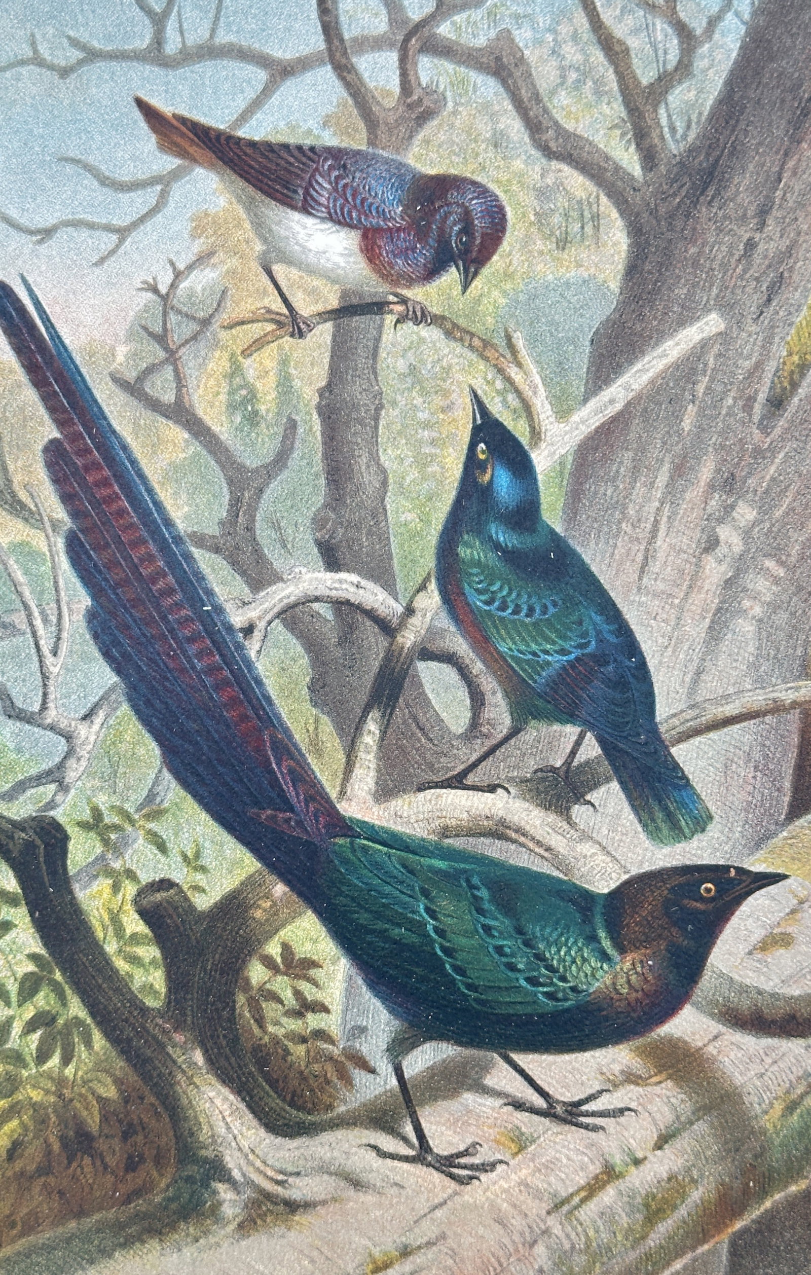 Alfred Edmund Brehm – Study of Glossy Starlings – Lithograph (19th Century) (1 of 3)