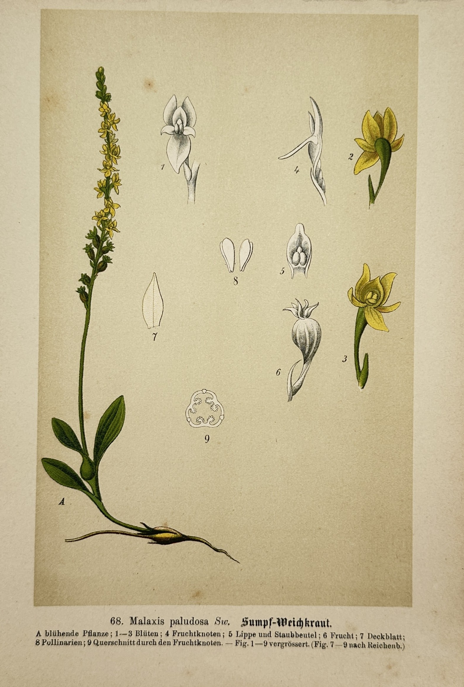Max Schulze – Bog Orchid Botanical Study – Lithograph (19th Century): "Bog Orchid" depicts a slender flowering stalk of bog orchid with small yellow blossoms, basal leaves, root system, and detailed anatomical dissections of its floral organs set against a plain backgro