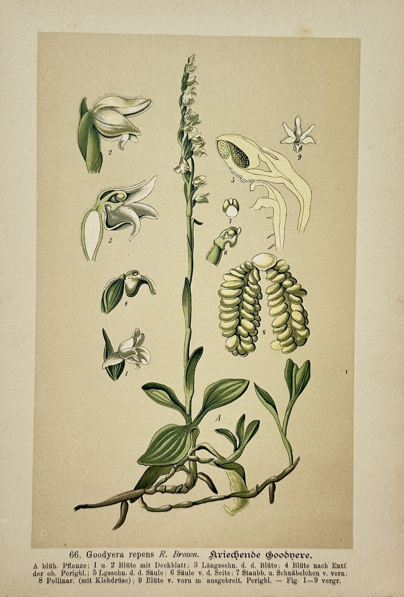 Max Schulze – Creeping Lady's-Tresses Botanical Study – Lithograph (19th Century): "Creeping Goodyera" depicts a flowering stalk of creeping lady's-tresses orchid featuring small white blossoms, basal leaves, creeping rhizome systems, and detailed anatomical dissections of its flora