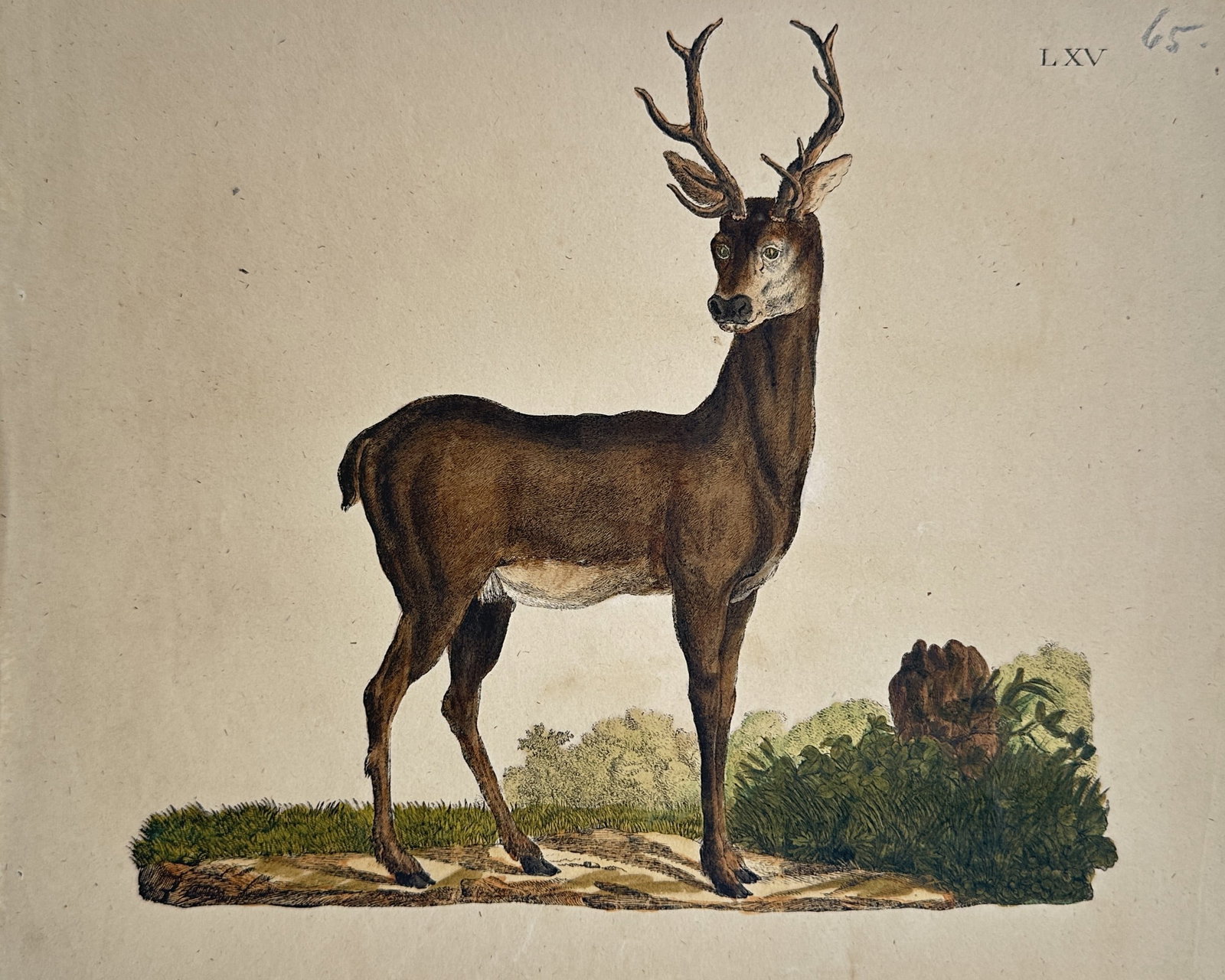 Friedrich Justin Bertuch – Study of a Roe Deer – Hand-Colored Engraving (18th Century) (1 of 2)