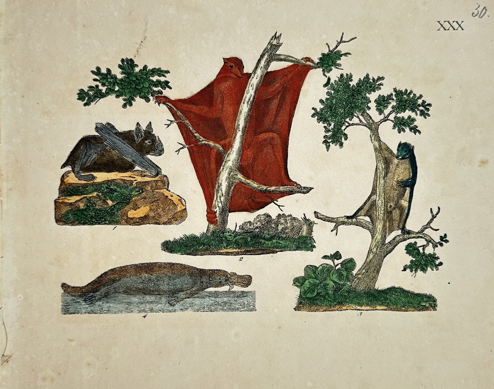 Friedrich Justin Bertuch – Study of Flying Mammals and Platypus – Hand-Colored Engraving: "Flying Mammals and Platypus" depicts exotic mammalian species including colugos with extended membranes, a bat, and a platypus shown in naturalistic poses against minimal landscape backgrounds. The a