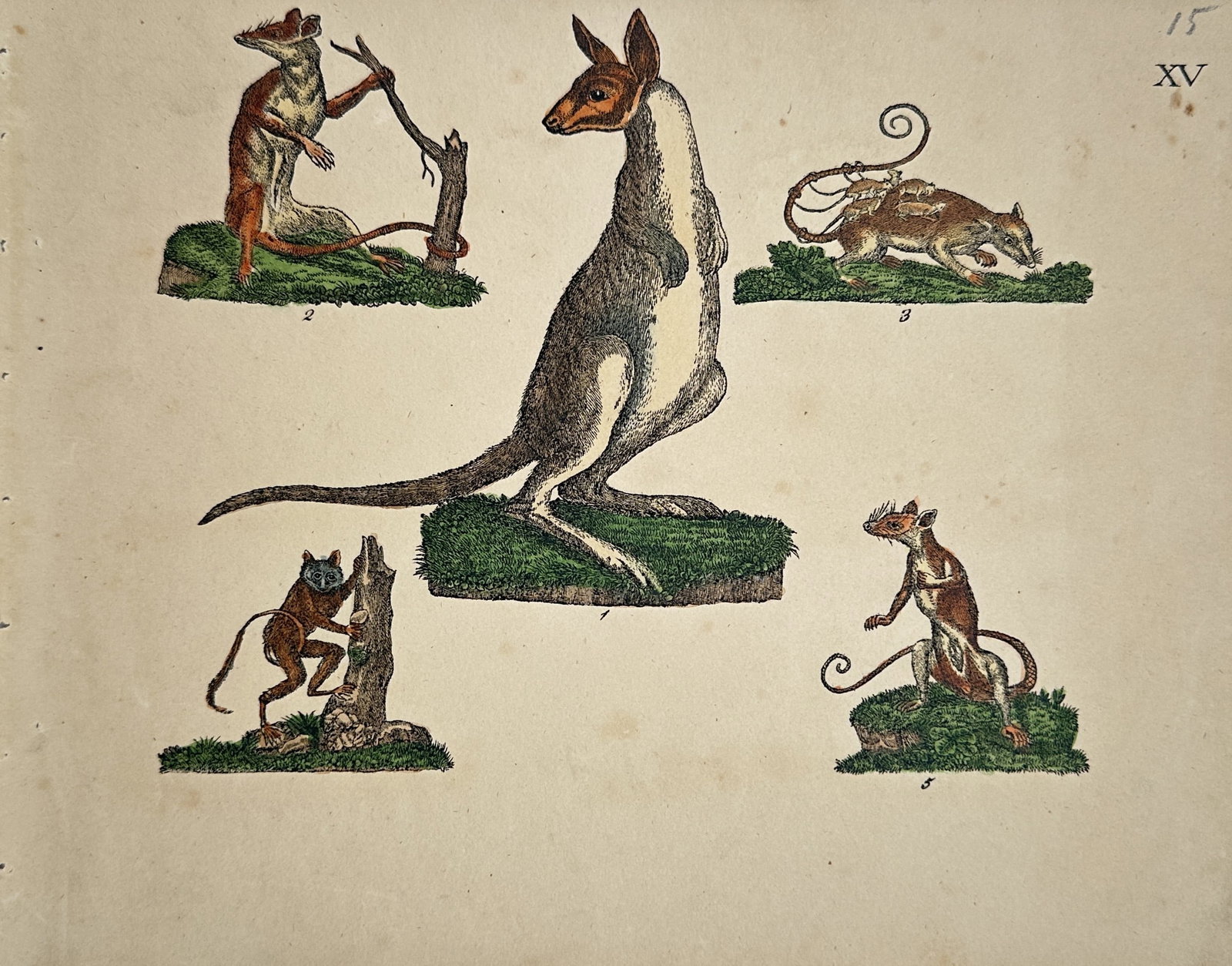 Friedrich Justin Bertuch – Study of Kangaroo and Marsupials – Hand-Colored Engraving (1 of 2)
