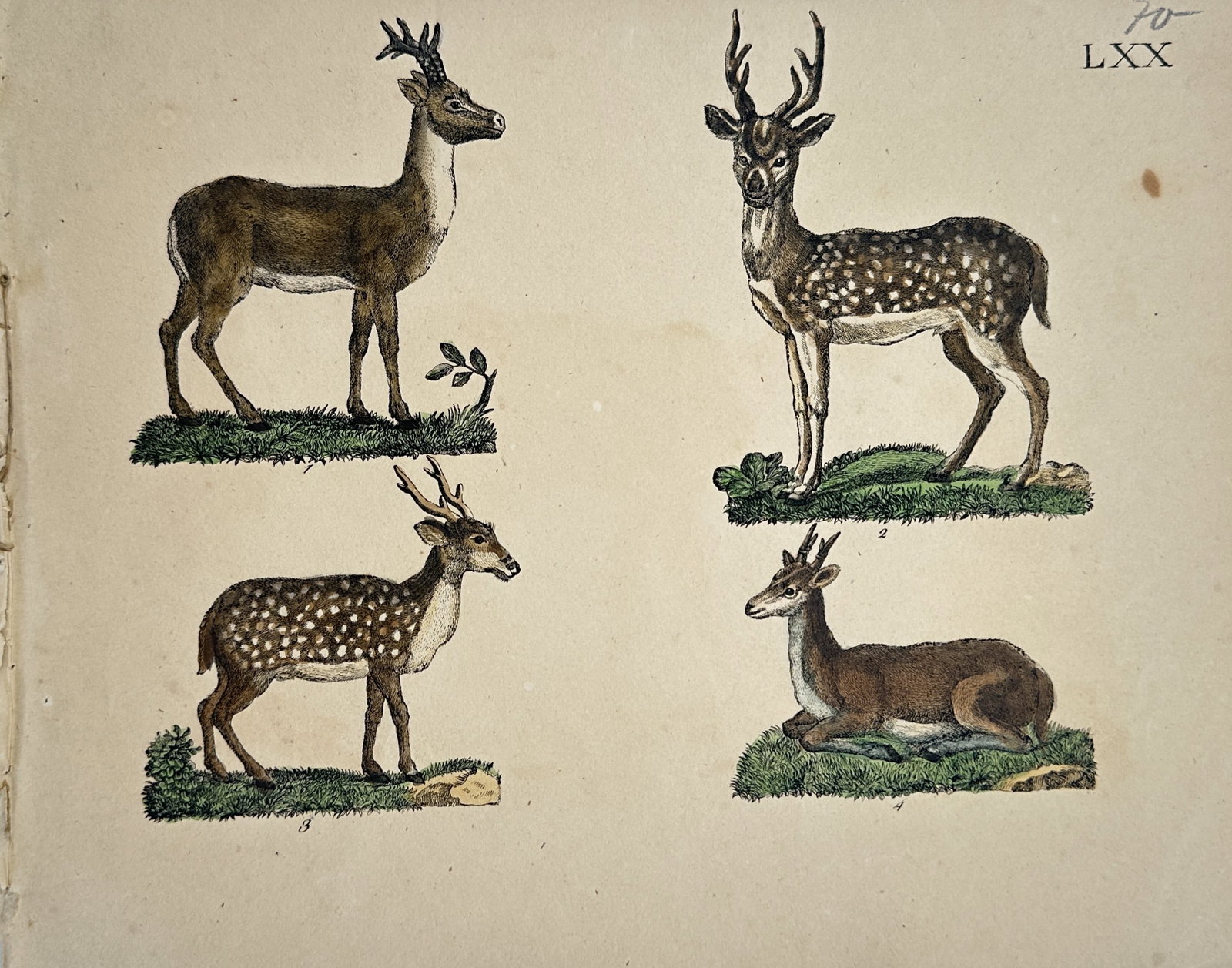 Friedrich Justin Bertuch – Study of Axis Deer and Fallow Deer – Hand-Colored Engraving (1 of 2)