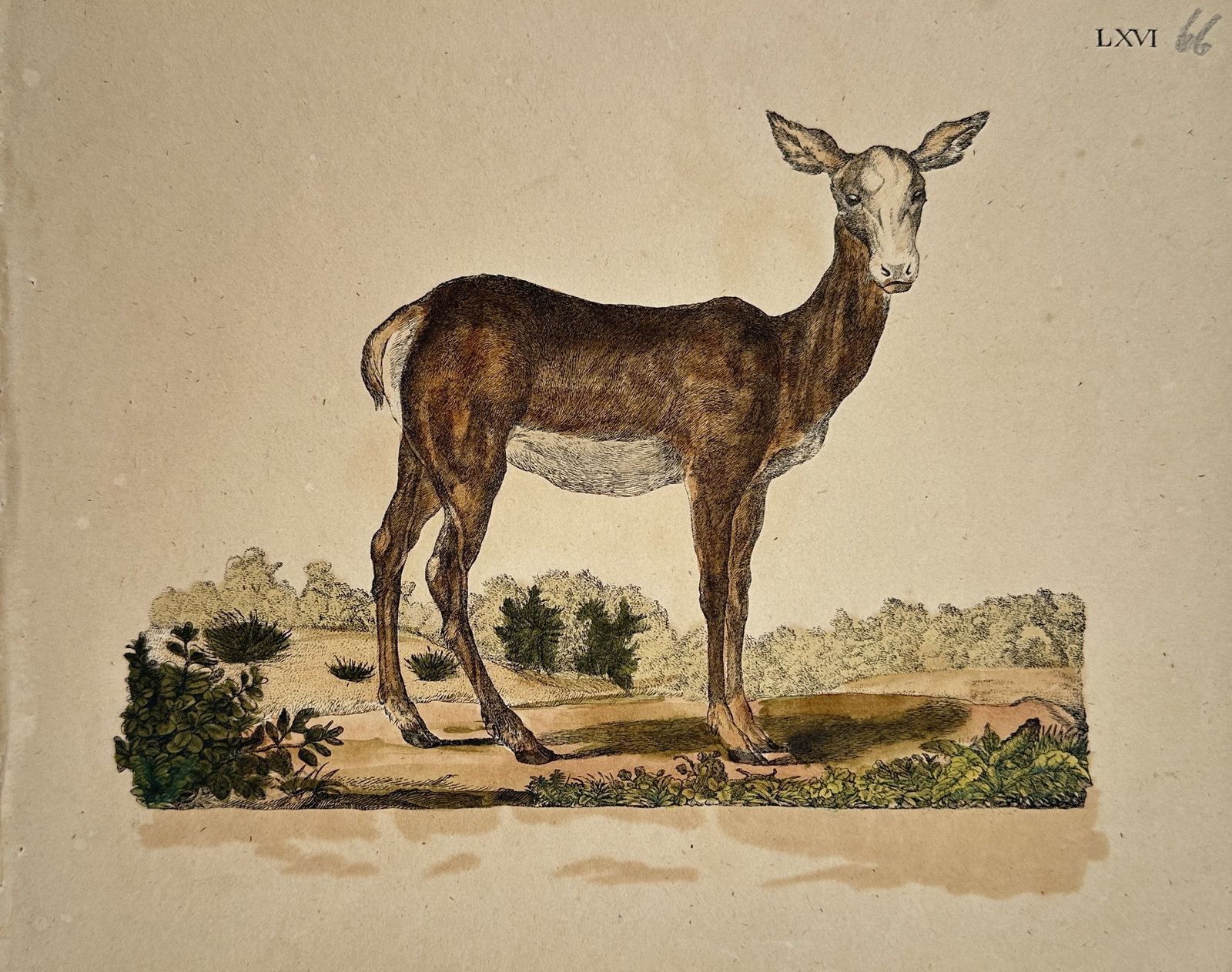 Friedrich Justin Bertuch – Study of a Female Red Deer Doe – Hand-Colored Engraving: "Female Red Deer" depicts a female red deer standing in profile against a minimal open landscape background. The artwork serves as a zoological illustration published in Bertuch's landmark educational