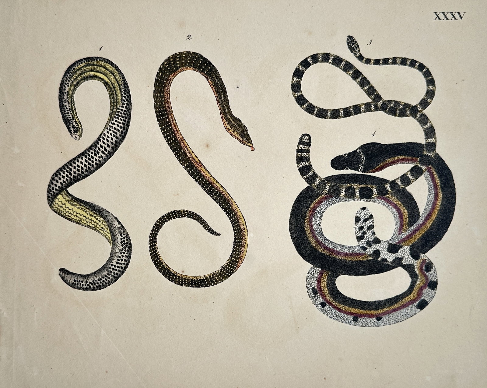 Friedrich Justin Bertuch – Study of Exotic Snakes and Serpents – Hand-Colored Engraving: "Exotic Snakes and Serpents" depicts several distinct species of serpents showing various patterned scales, coiling bodies, and colorful markings set against a plain background. The artwork serves as 