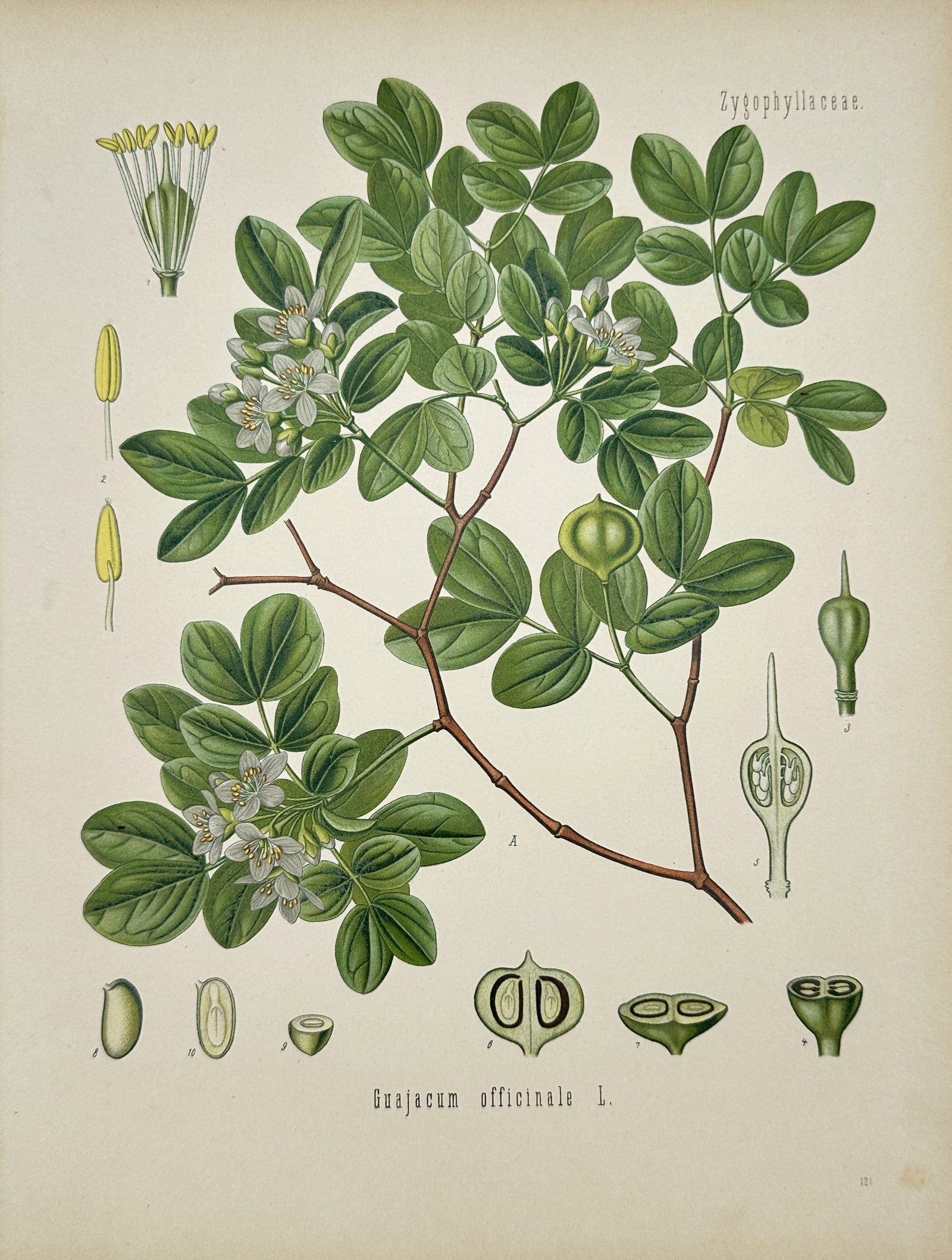 Hermann Adolph Köhler – Lignum Vitae Botanical Study – Lithograph (1887): "Guajacum Officinale" depicts a flowering branch of lignum vitae featuring small pale blue flowers, rounded green leaves, fruit structures, and detailed botanical dissections set against a plain backg