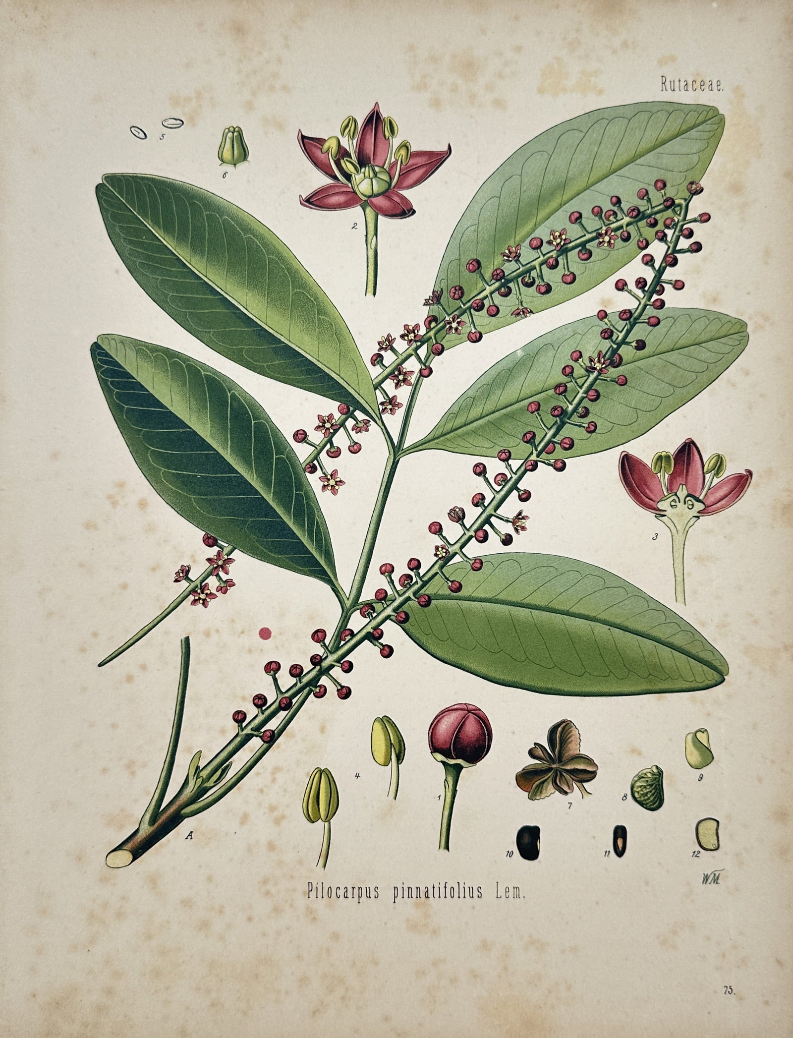 Hermann Adolph Köhler – Jaborandi Botanical Study – Lithograph (1887): "Pilocarpus Pennatifolius" depicts a flowering branch of jaborandi featuring elongated leaf structure, racemes of small reddish flowers, seed capsules, and detailed botanical dissections set against a