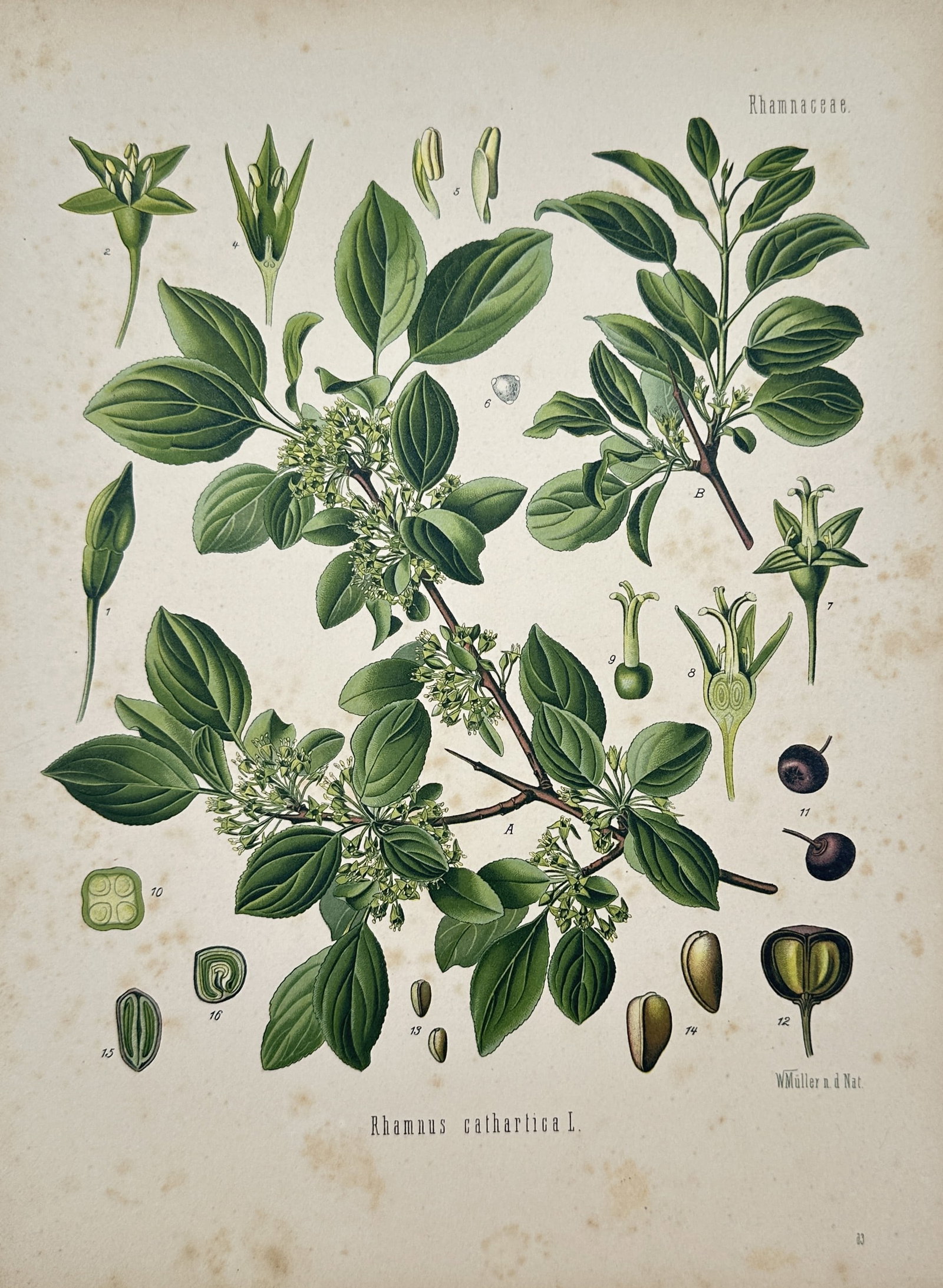 Hermann Adolph Köhler – Jaborandi Botanical Study – Lithograph (1887): "Pilocarpus Pennatifolius" depicts a flowering branch of jaborandi featuring elongated leaf structure, racemes of small reddish flowers, seed capsules, and detailed botanical dissections set against a