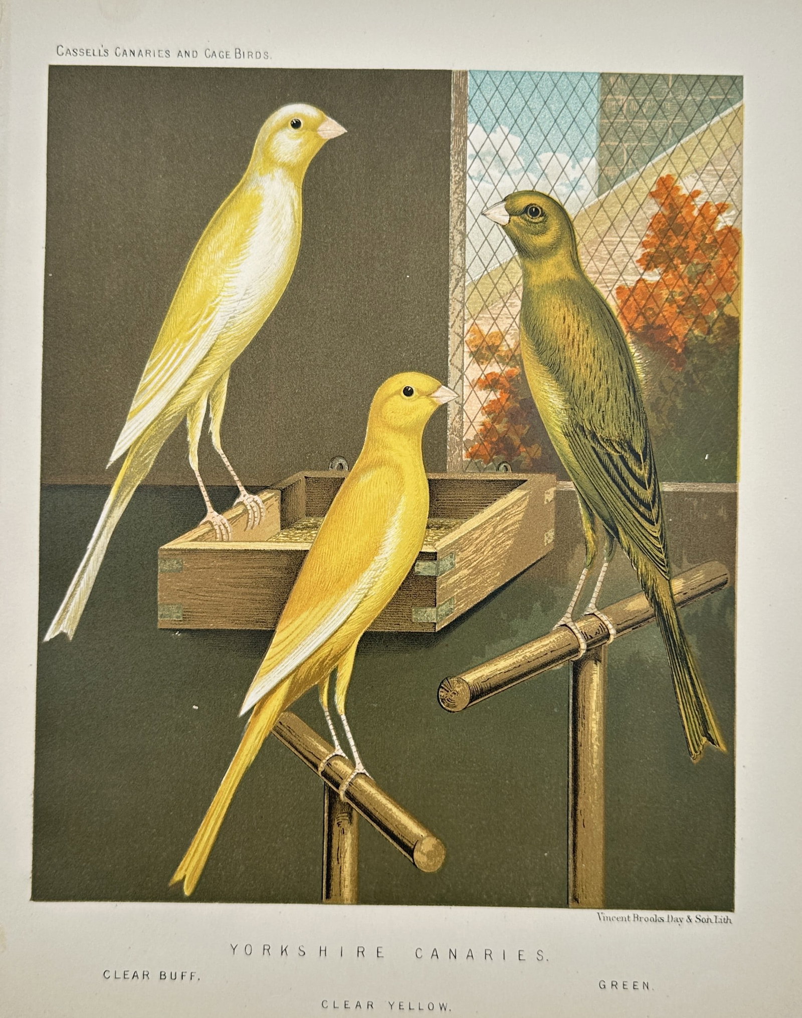 William Rutledge – Study of Yorkshire Canaries – Chromolithograph (19th Century): "Yorkshire Canaries" depicts three distinct color varieties of Yorkshire canaries perching on wooden stands and feeding trays near an aviary window. The artwork serves as an avicultural illustration p