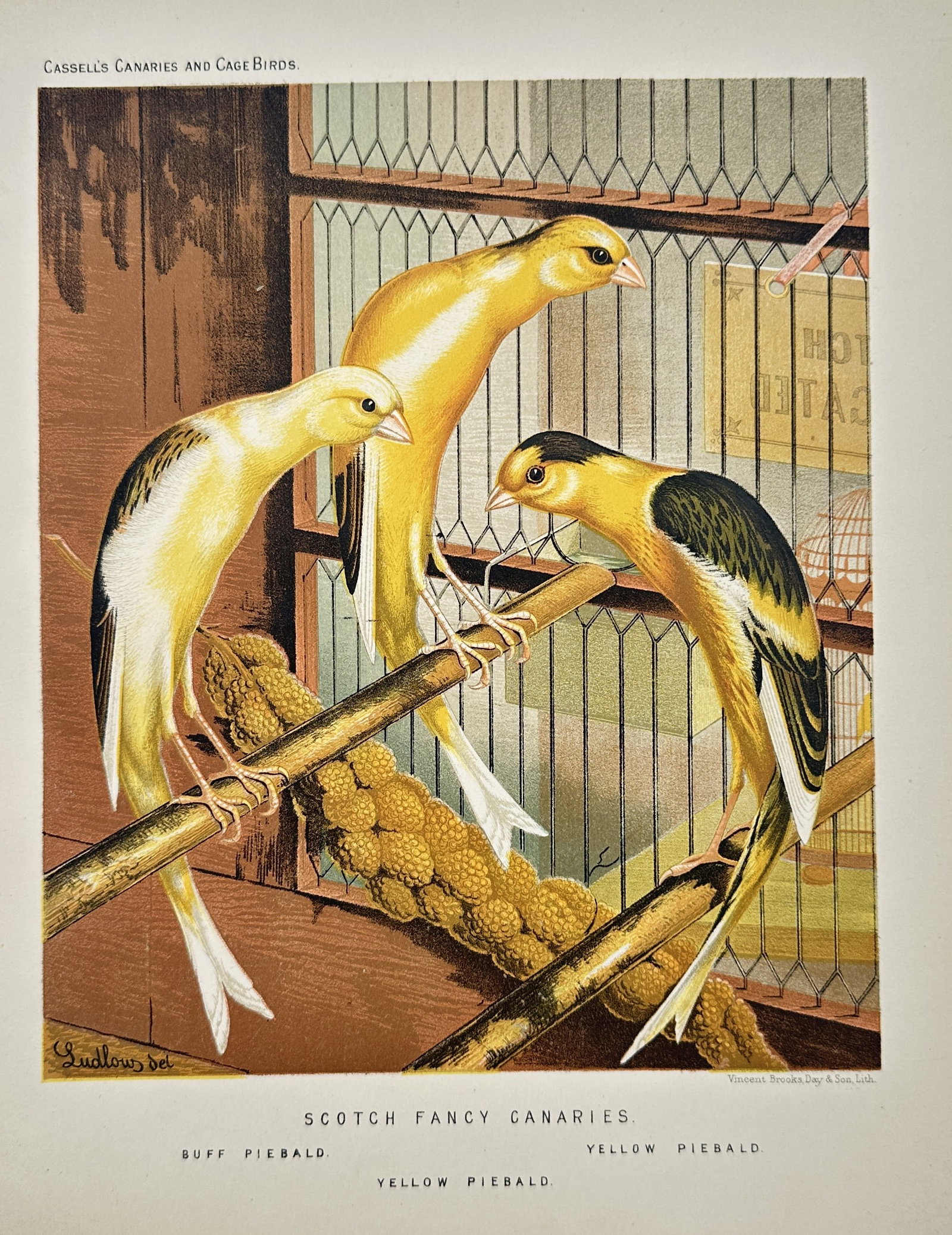 William Rutledge – Study of Scotch Fancy Canaries – Chromolithograph (19th Century) (1 of 2)