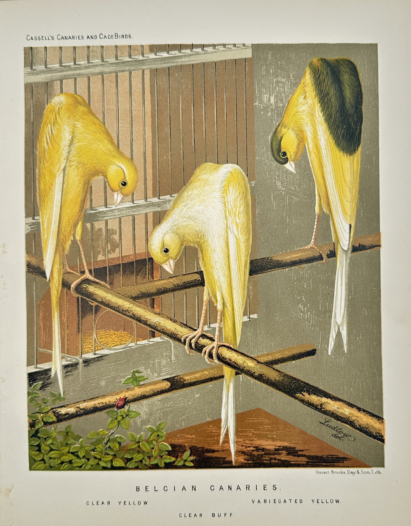 William Rutledge – Study of Belgian Canaries – Chromolithograph (19th Century): "Belgian Canaries" depicts three distinct color varieties of Belgian canaries exhibiting their characteristic posture while perching on wooden stands before an aviary cage. The artwork serves as an av