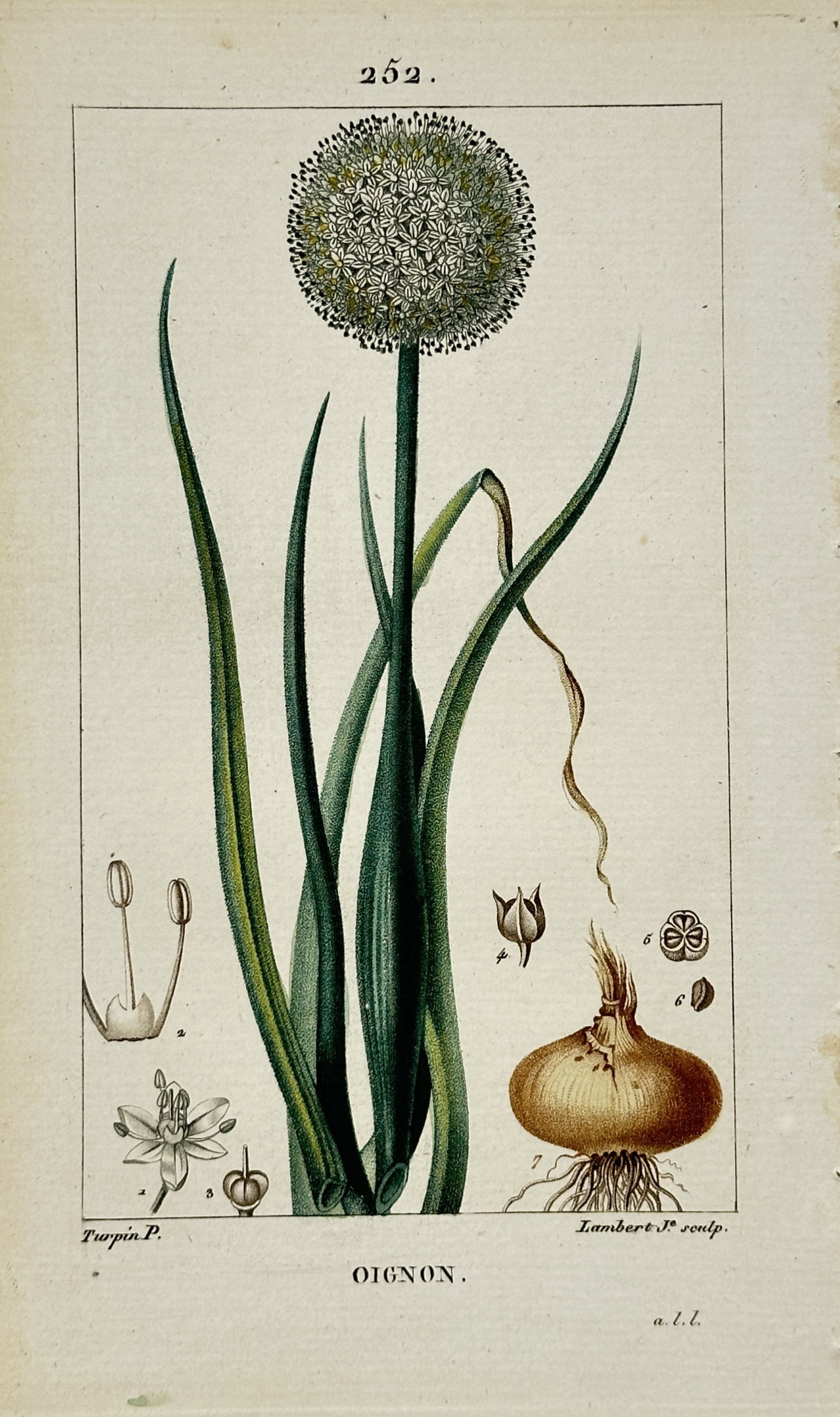 Pierre Jean François Turpin – Onion – Stipple Engraving (19th Century) (1 of 2)