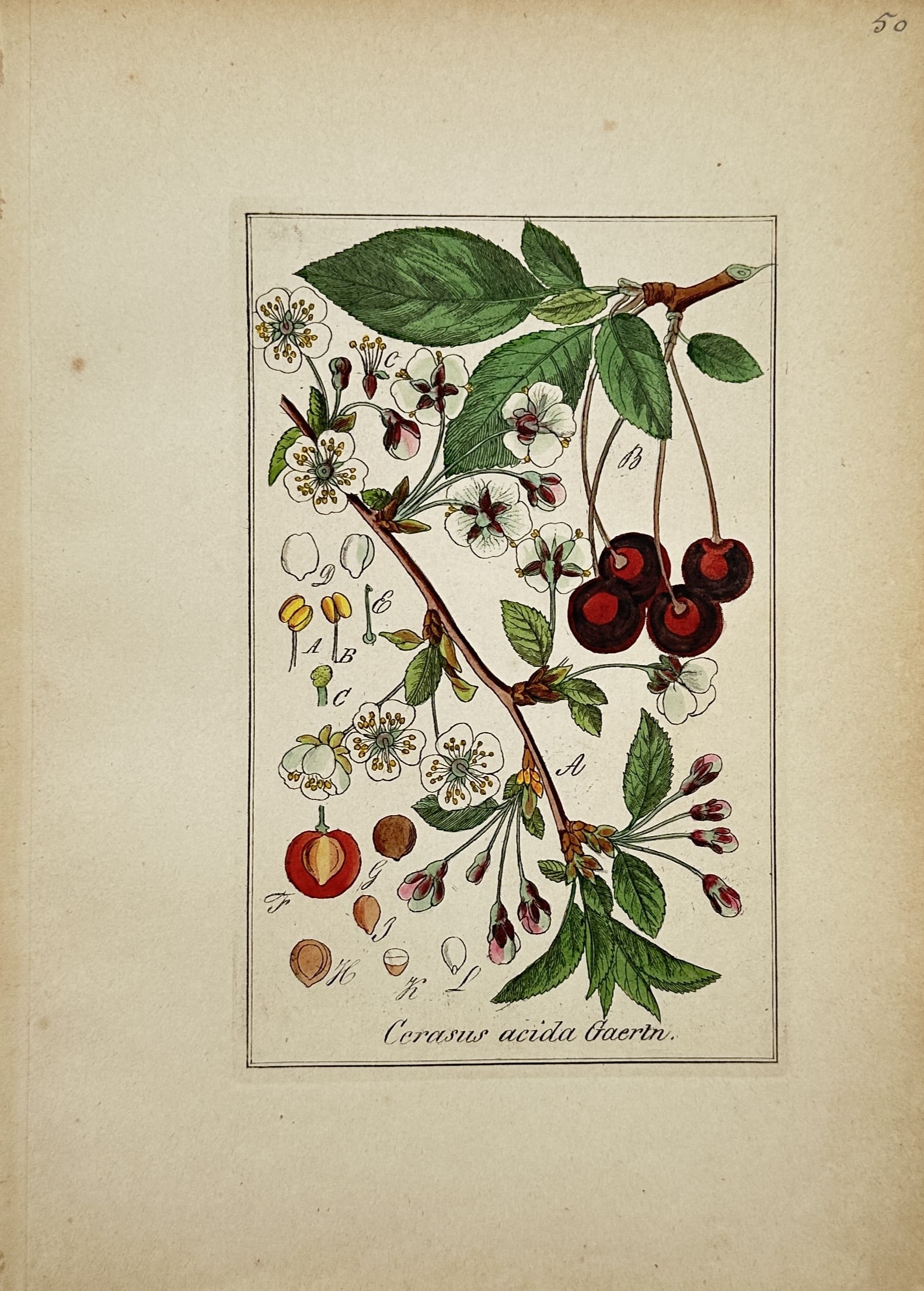 Max Schulze – Sour Cherry – Lithograph (19th Century): "Cerasus acida Gaertn." This botanical study illustrates leafy branches bearing sour cherries, delicate white blossoms, and various floral dissection elements showing seeds and internal structure. Cre