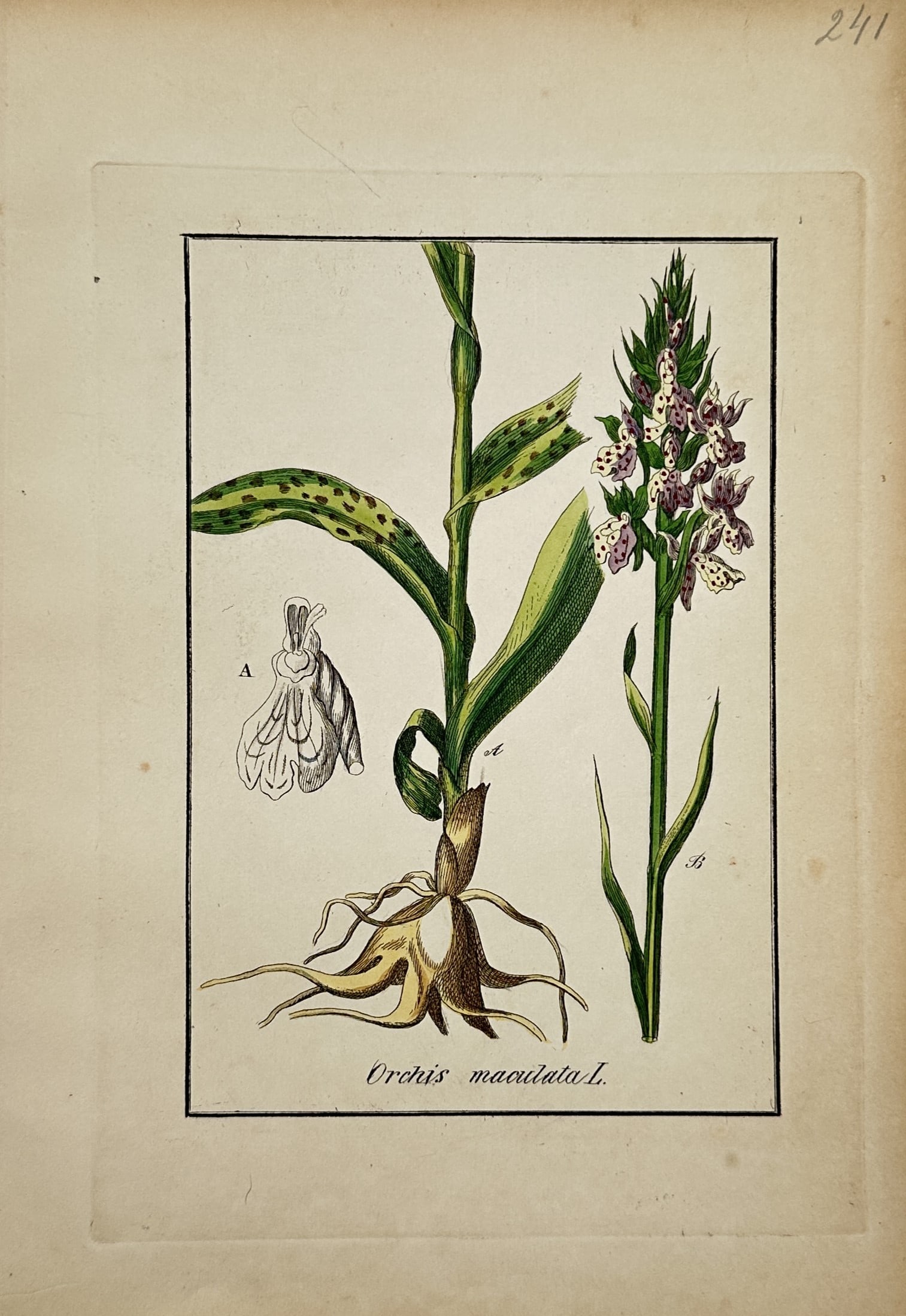Max Schulze – Heath Spotted Orchid – Lithograph (19th Century): "Orchis maculata L." This botanical study illustrates a spotted orchid plant featuring spotted leaves, tuberous roots, a dense flower spike, and detailed anatomical dissections of individual flowers. 