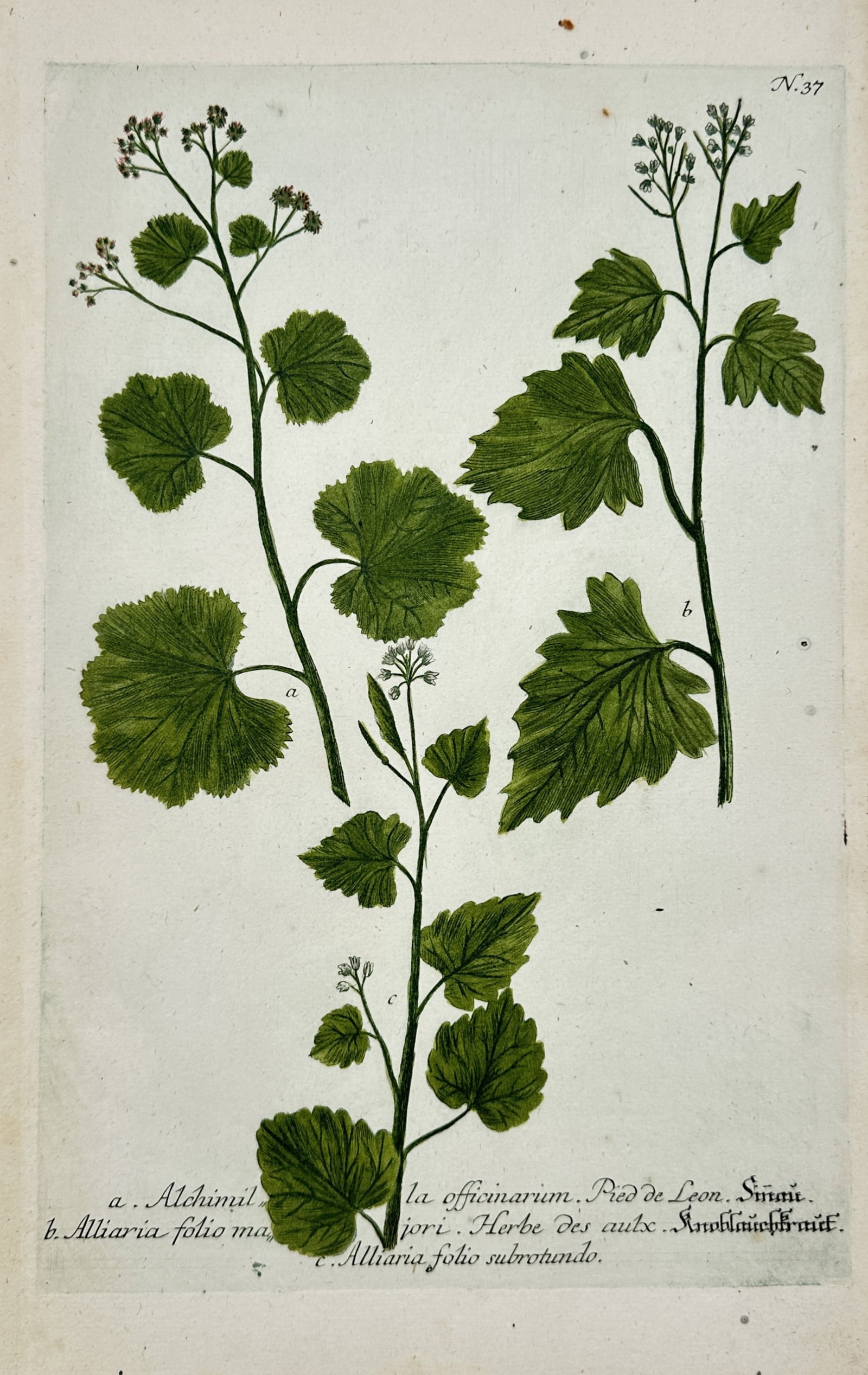 Johann Wilhelm Weinmann – Lady's Mantle and Garlic Mustard – Mezzotint and Engraving (1 of 2)