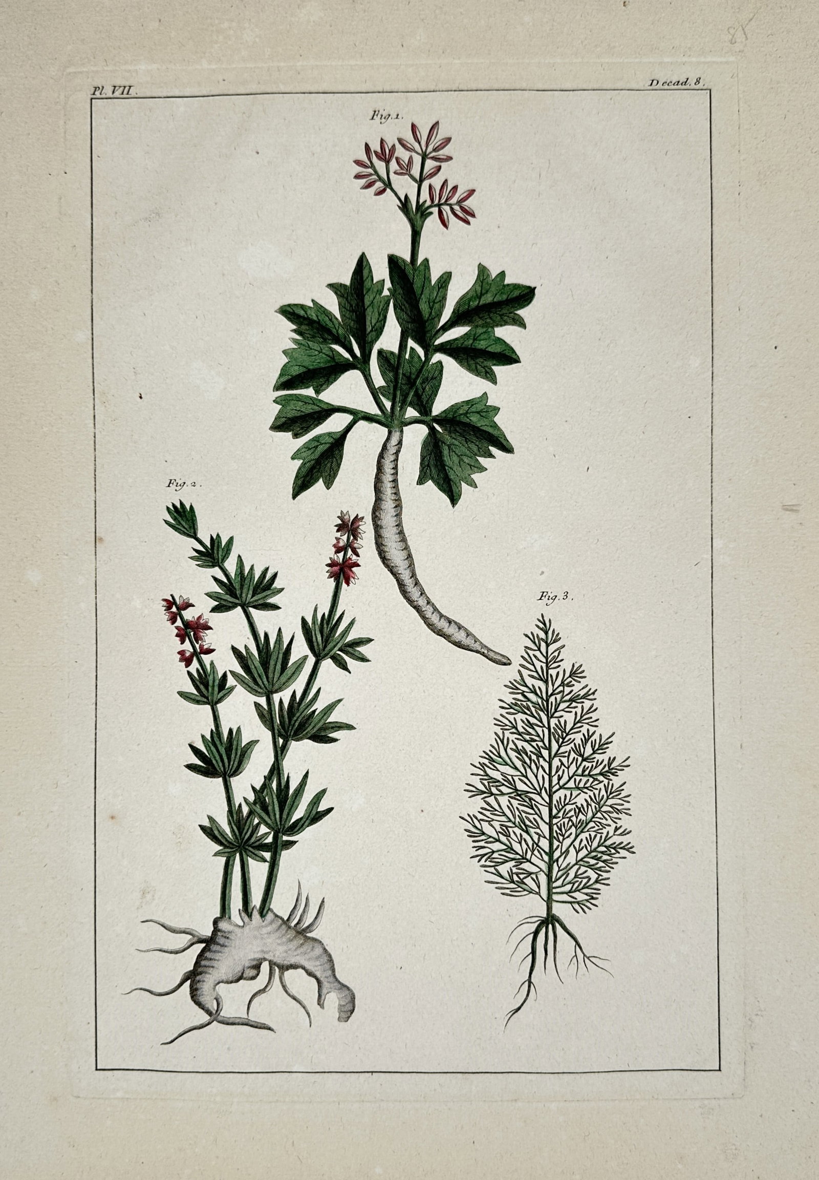 Pierre-Joseph Buc'hoz – Botanical Studies of Medicinal Plants – Engraving (18th Century) (1 of 2)