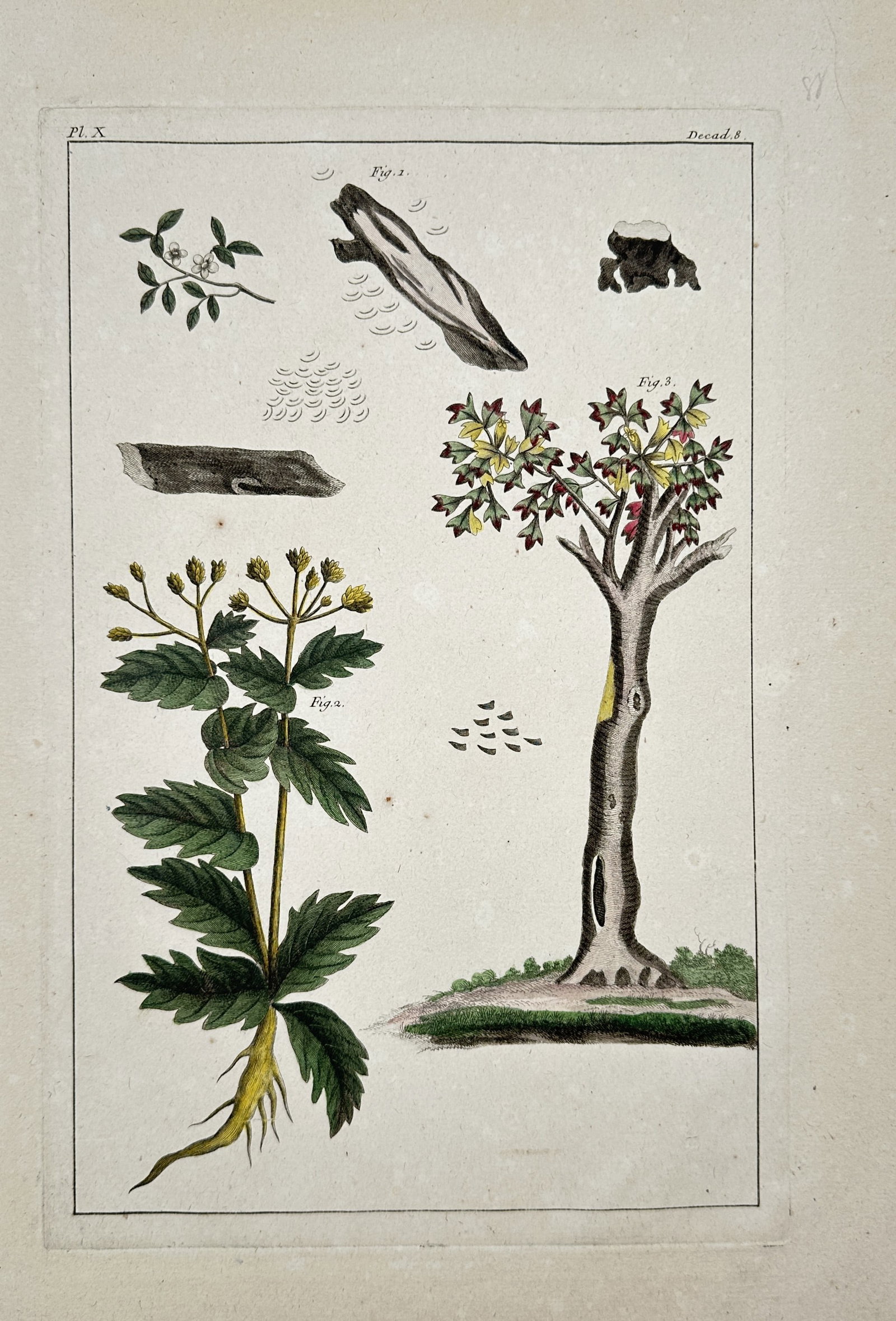 Pierre-Joseph Buc'hoz – Botanical and Tree Studies – Engraving (18th Century) (1 of 2)