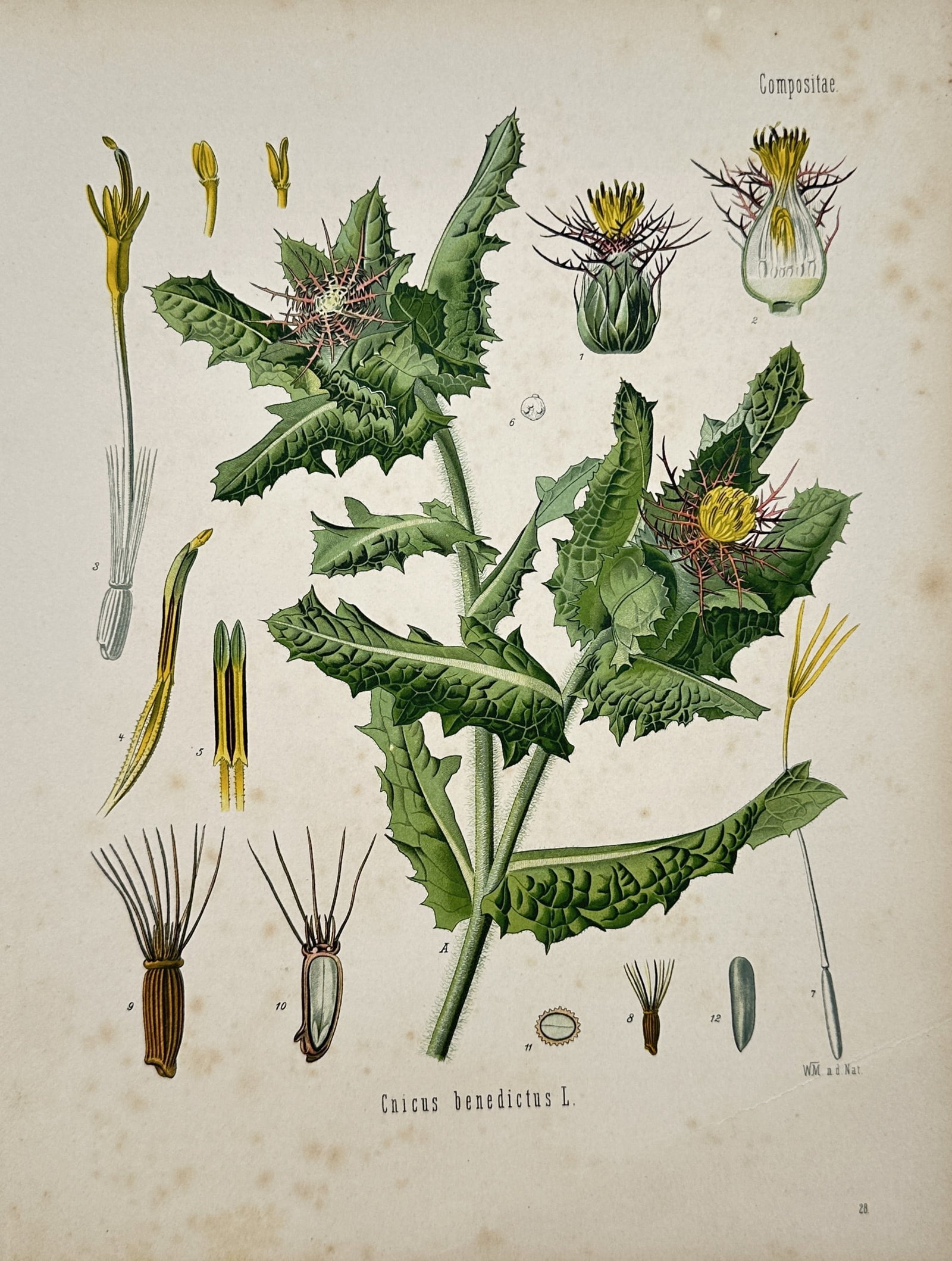 Hermann Adolph Köhler – Blessed Thistle – Lithograph (1887) (1 of 2)