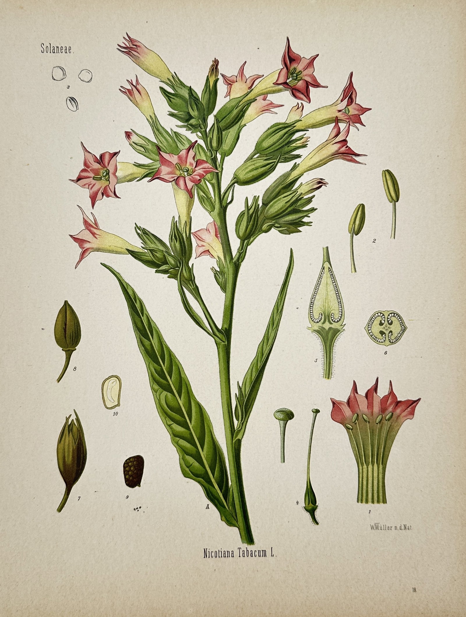 Hermann Adolph Köhler – Cultivated Tobacco – Lithograph (1887): "Nicotiana Tabacum L." This botanical study illustrates a flowering stalk of cultivated tobacco with large green leaves and tubular pink flowers alongside detailed botanical dissections of seed pods a