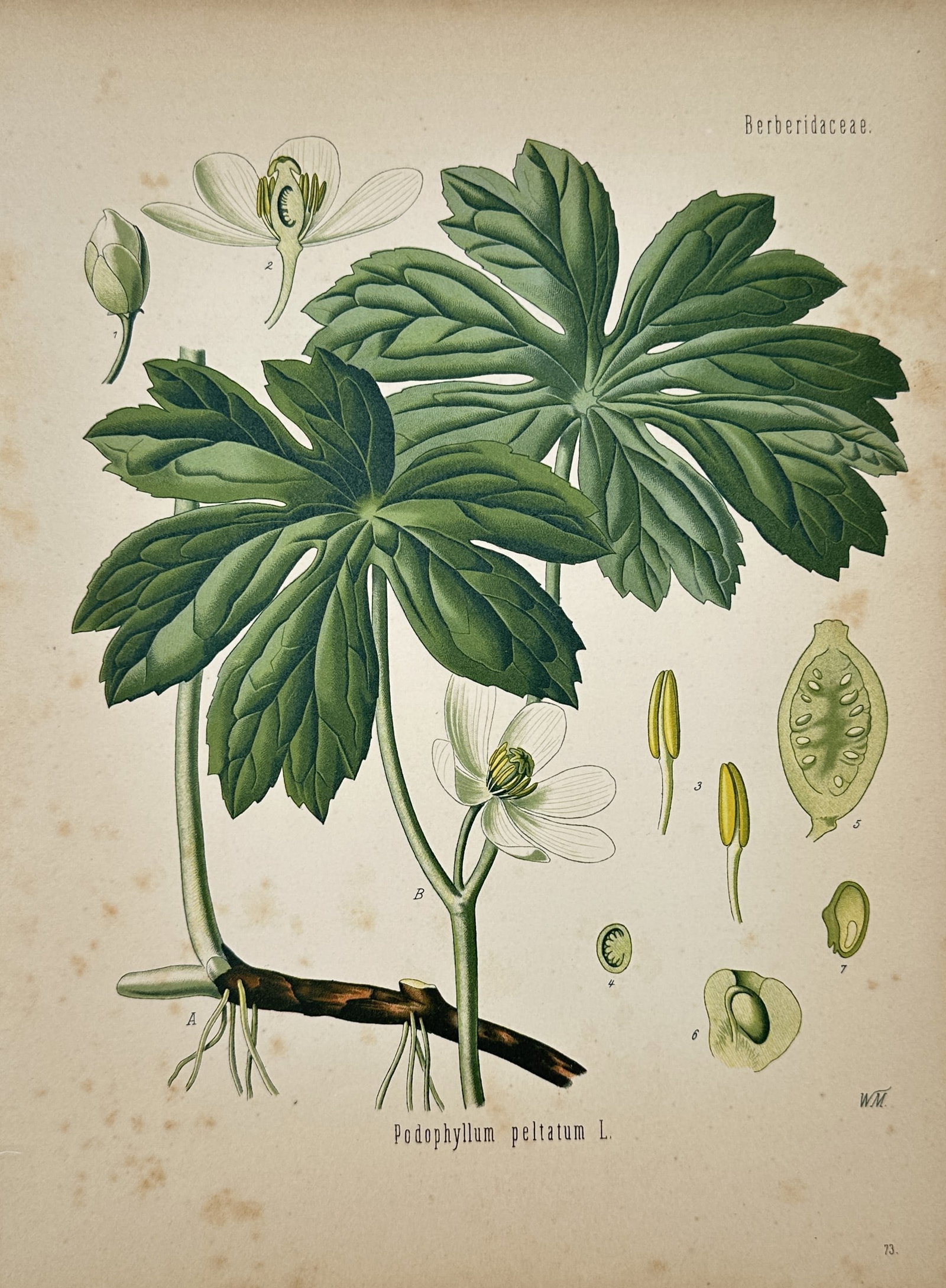 Hermann Adolph Köhler – Mayapple – Lithograph (1887): "Podophyllum peltatum L." This botanical study illustrates broad palmate leaves, a solitary white bloom, underground rhizomes, and detailed anatomical dissections of fruit and seed structures. Publish