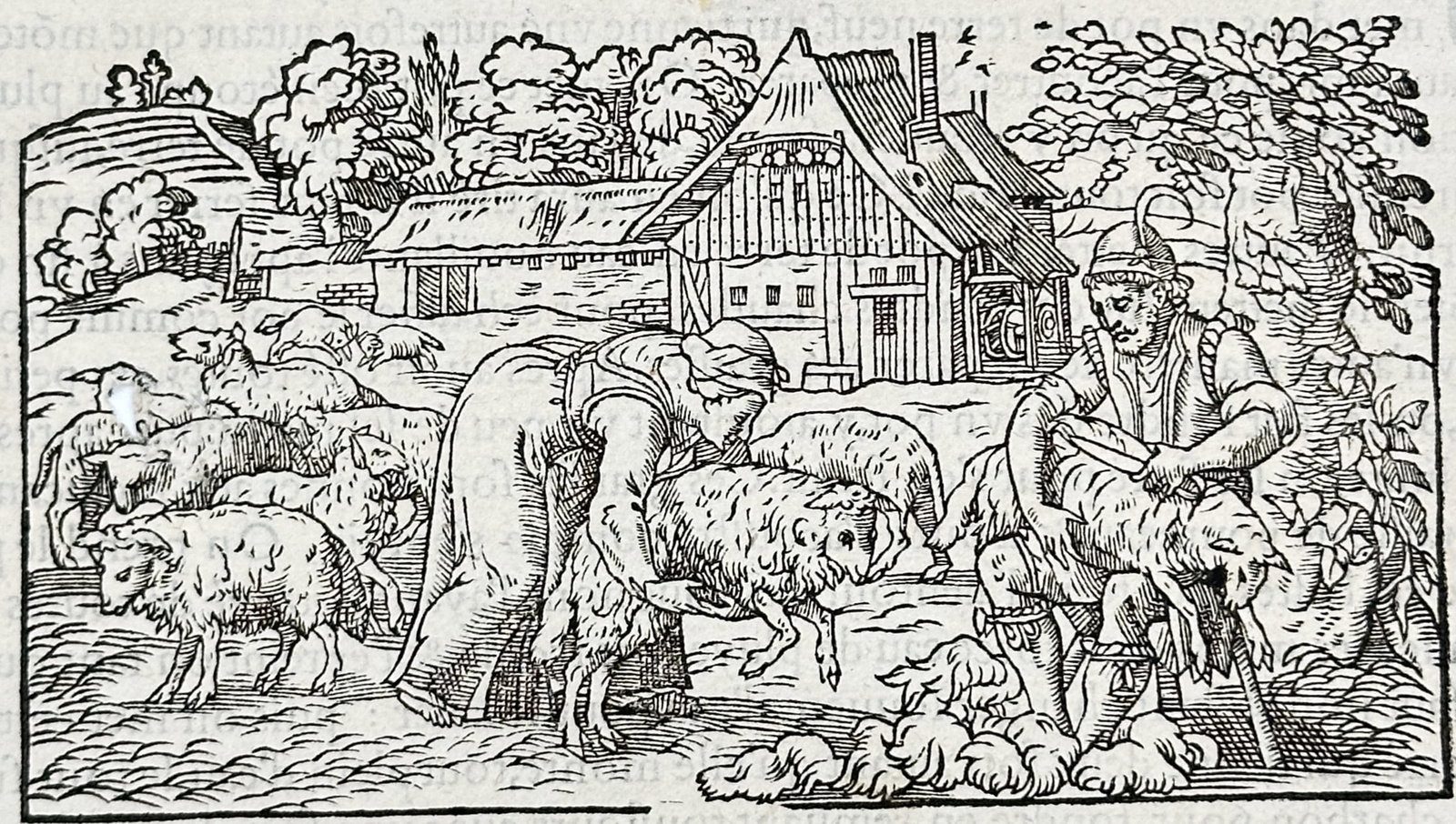 Pietro Andrea Mattioli – Wool Washing and Preparation – Woodcut (16th Century) (1 of 3)
