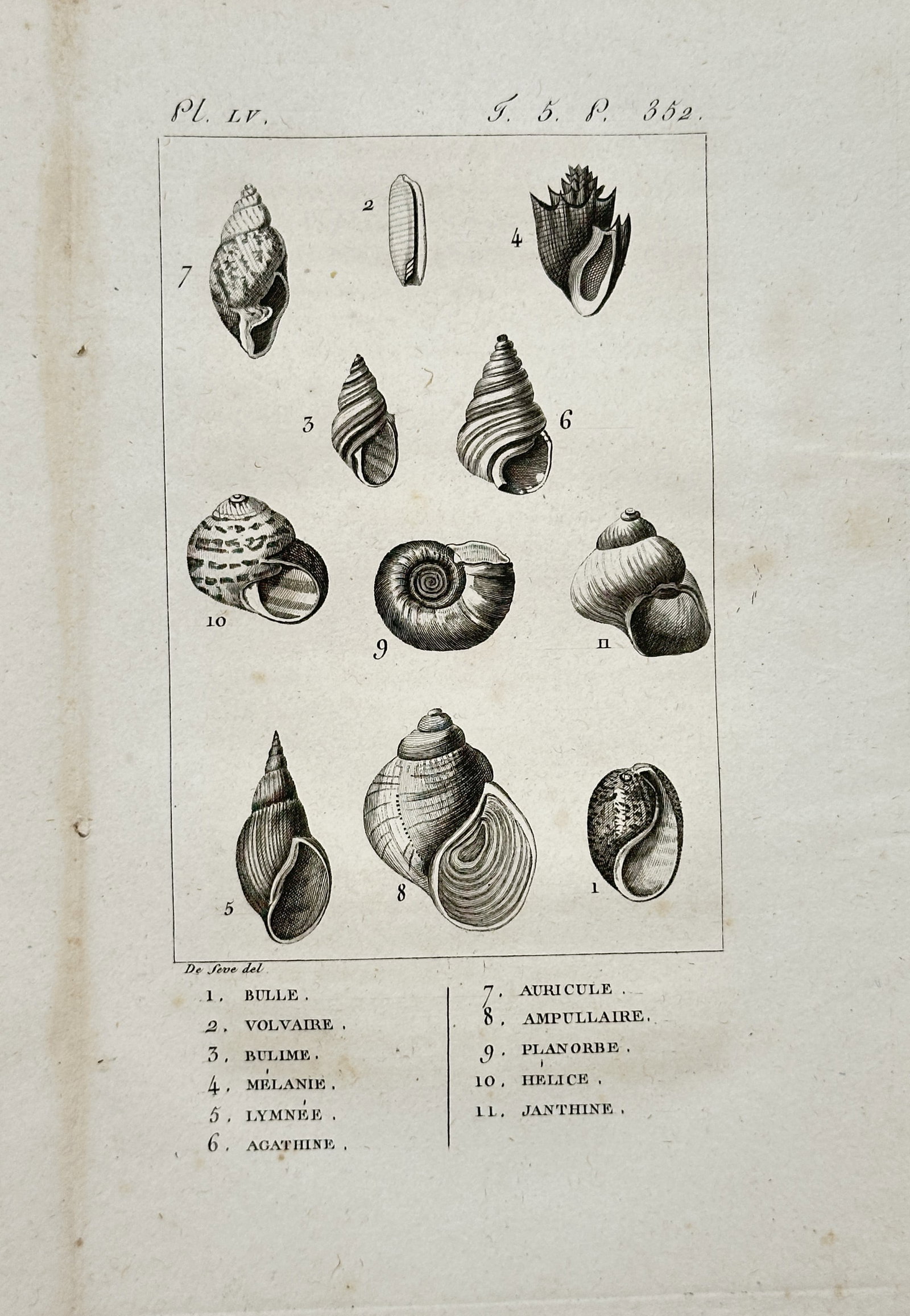 Georges-Louis Leclerc de Buffon – Shell Studies (Conchology) – Engraving (18th Century) (1 of 2)