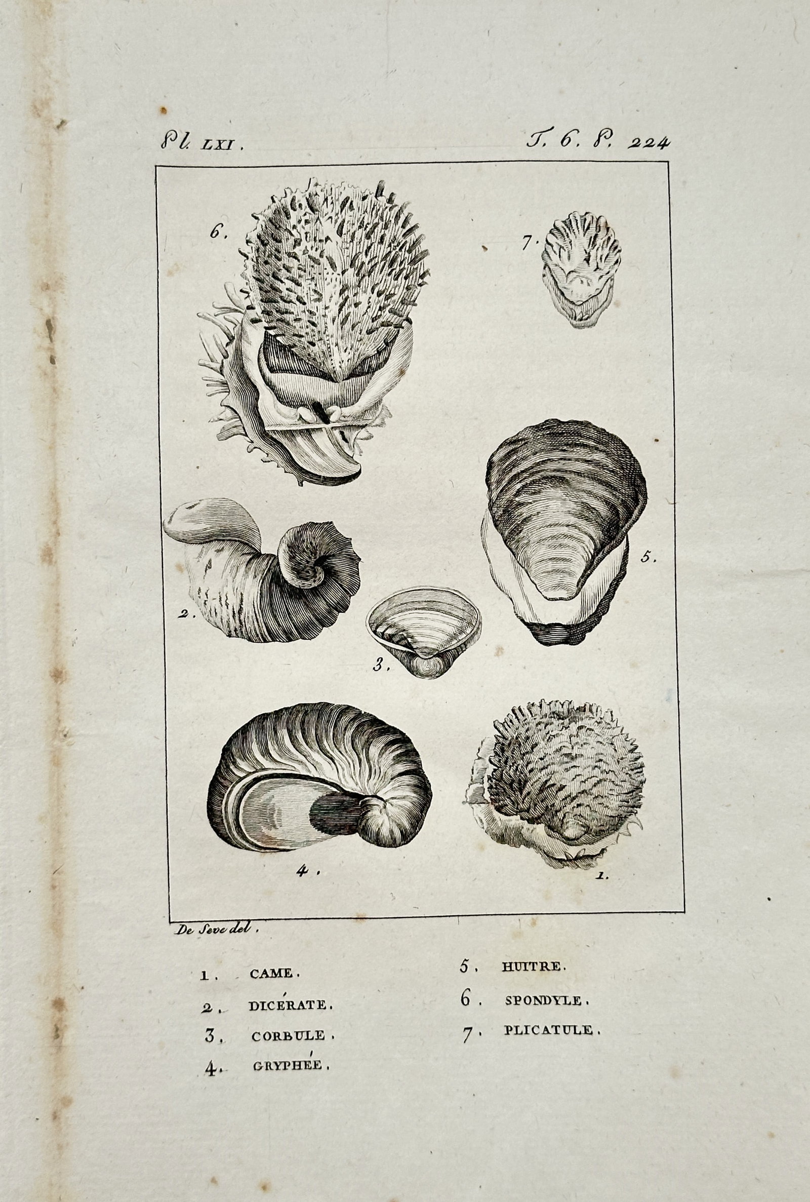Georges-Louis Leclerc de Buffon – Bivalve Shell Studies – Engraving (18th Century) (1 of 2)