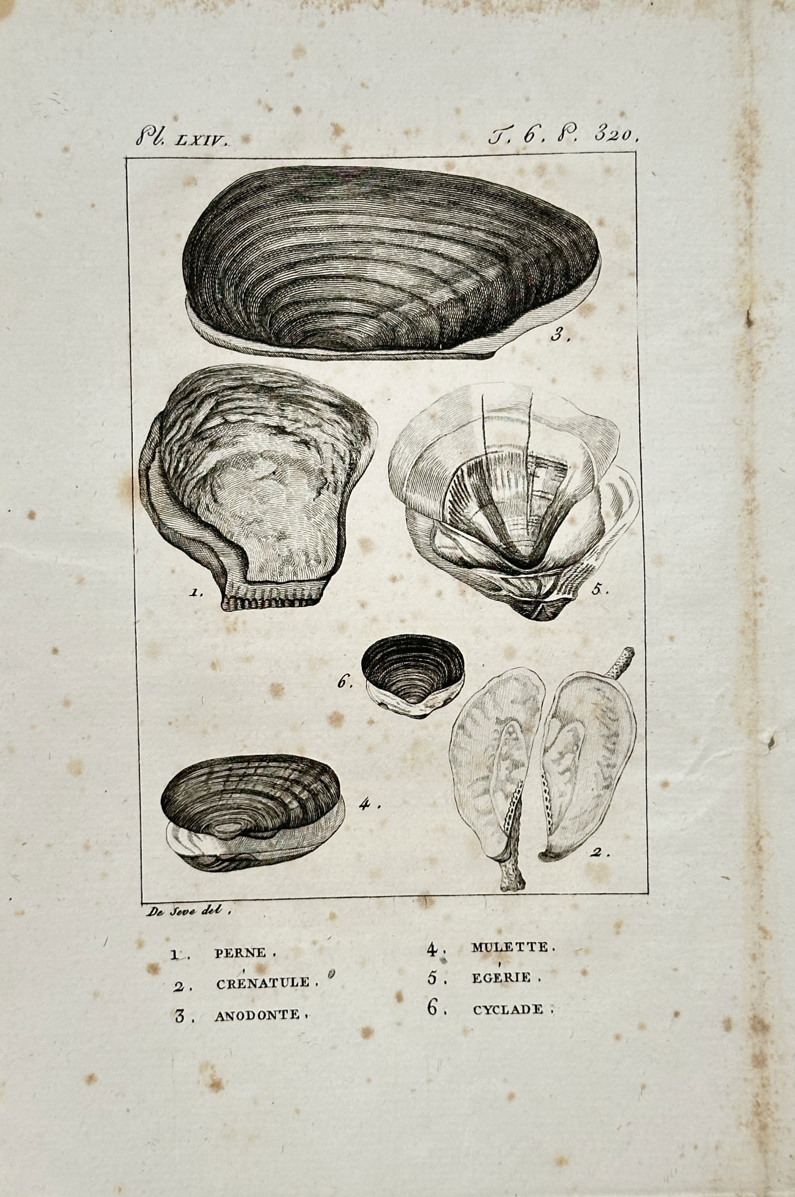 Georges-Louis Leclerc de Buffon – Freshwater and Marine Shell Studies – Engraving (18th Century) (1 of 2)
