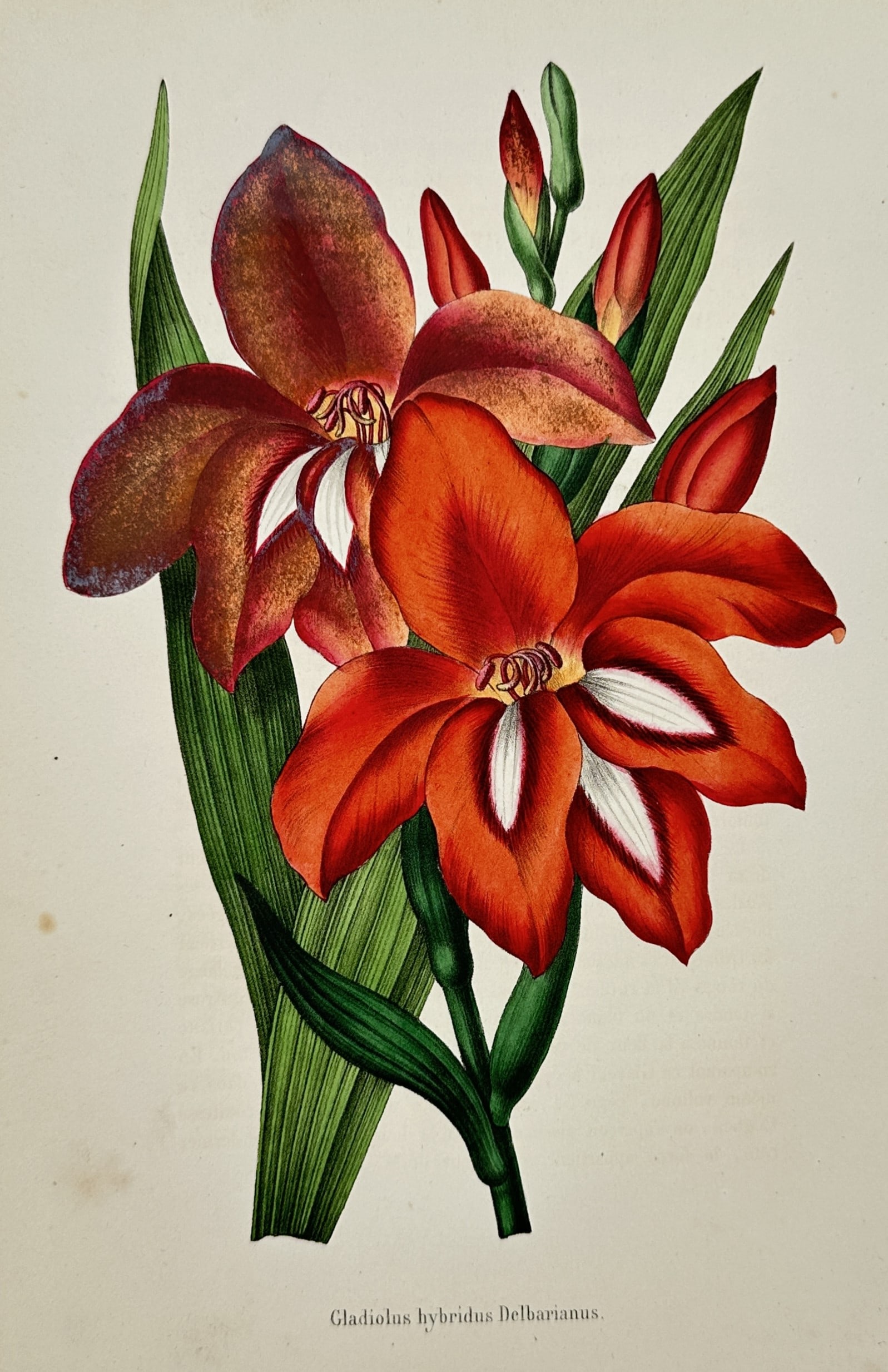 Guillaume Severeyns – Hybrid Gladiolus – Lithograph (19th Century): "Gladiolus Hybridus Belbarianus" This botanical study illustrates vivid crimson and copper hybrid gladiolus blossoms surrounded by slender buds and sword-like green foliage. Published in Belgium, the 
